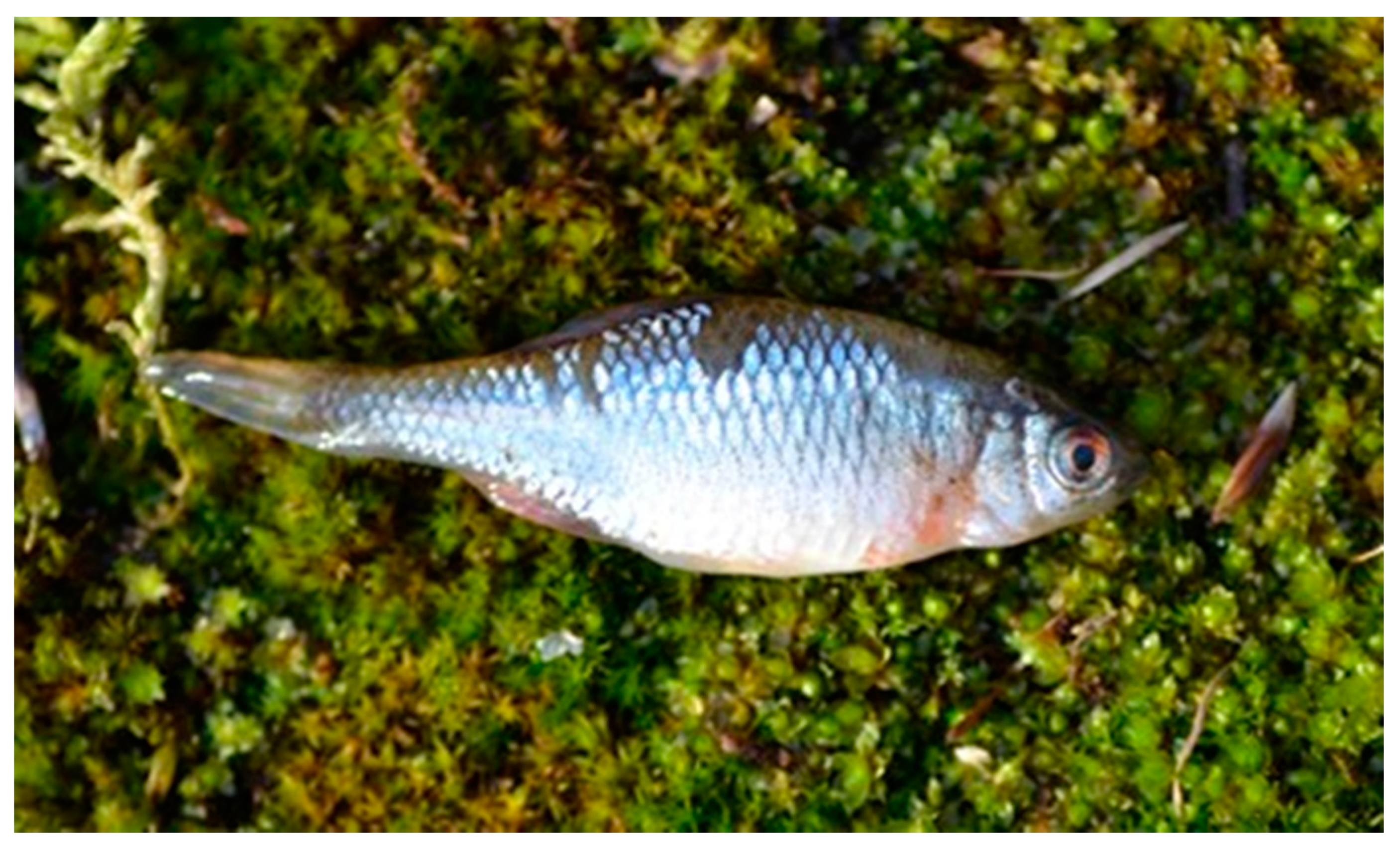 Water 13 02530 g008 Water 13 02530 g008