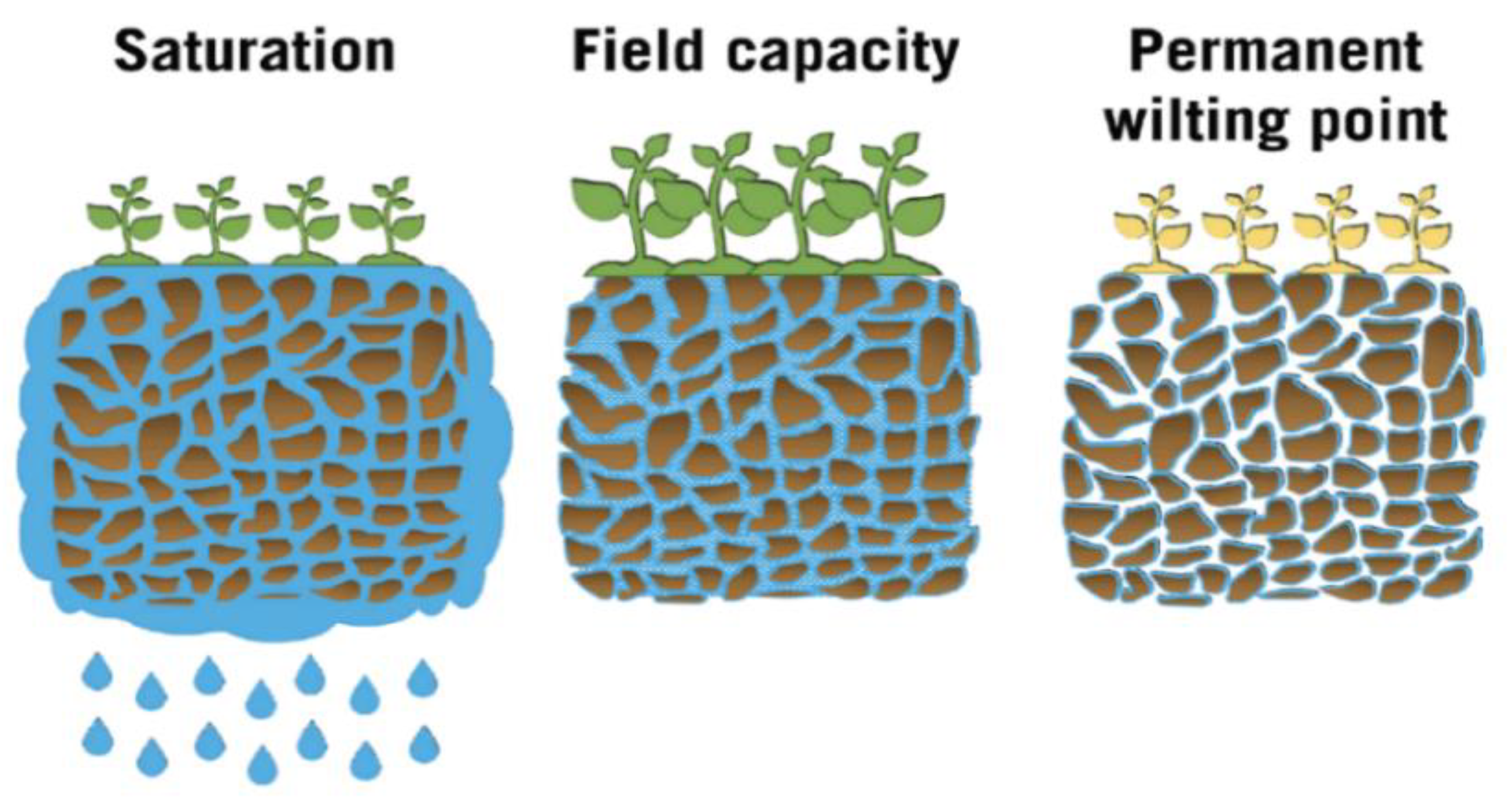 Water Free FullText Water, Soil, and Plants Interactions in a