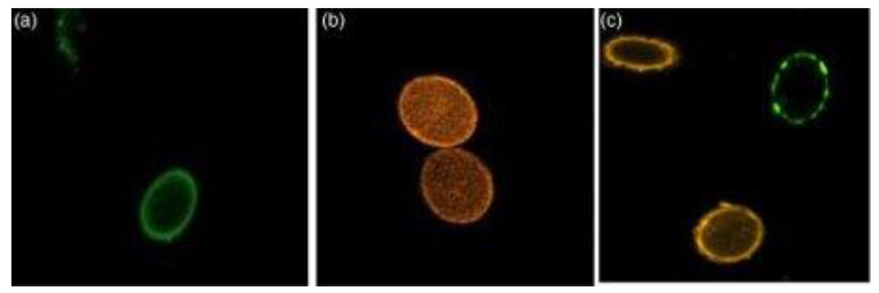 Water 13 03149 g005 550