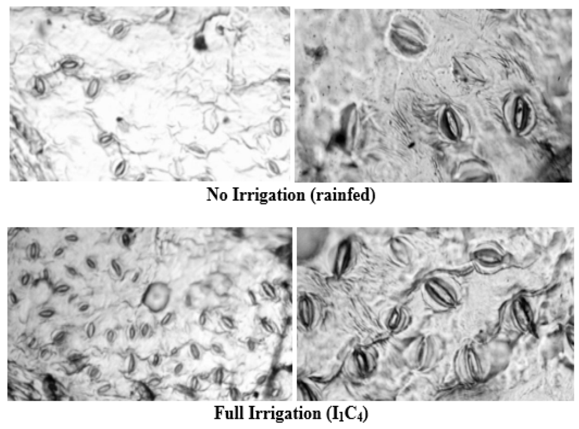 Water 13 03208 g007 550