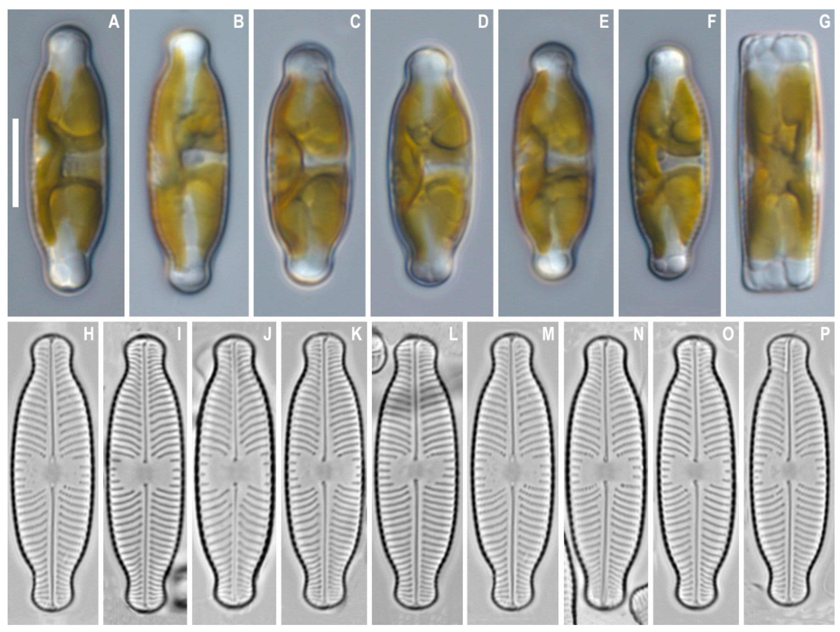 Water 13 03276 g001 550