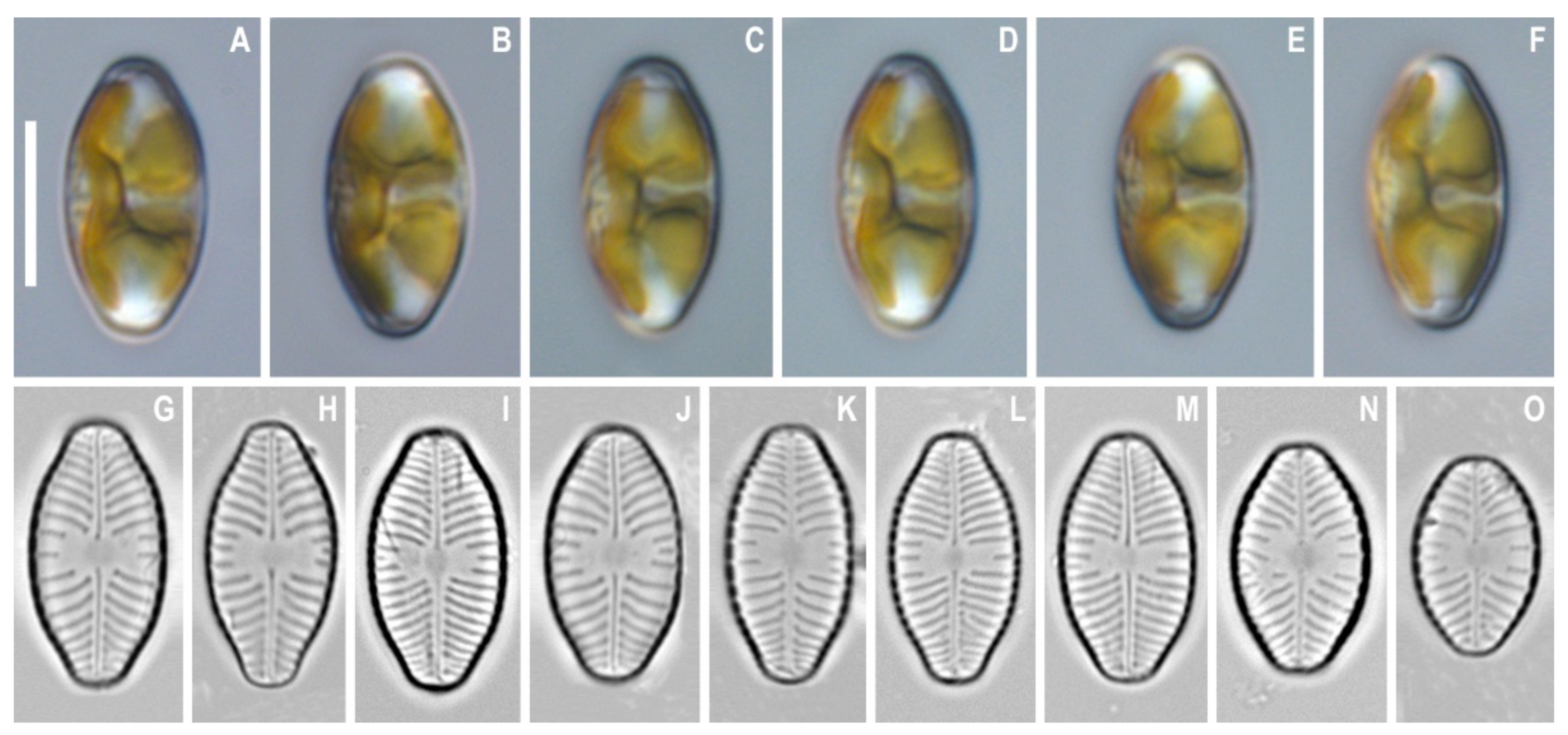 Water 13 03276 g002 550