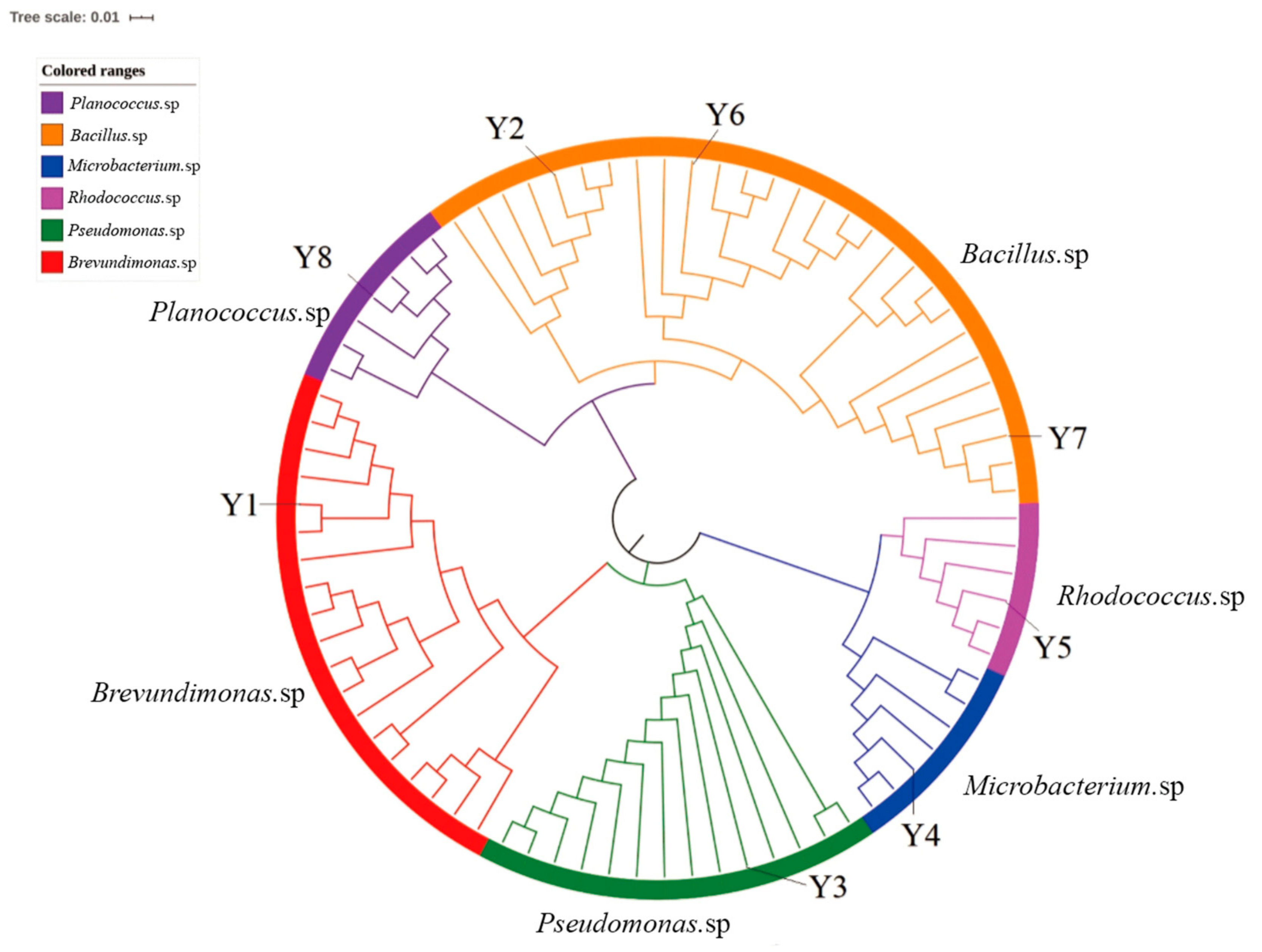 Laboratory maintenance of the bacterial endosymbiont, Neorickettsia sp.,  through the life cycle of a digenean, Plagiorchis elegans - ScienceDirect