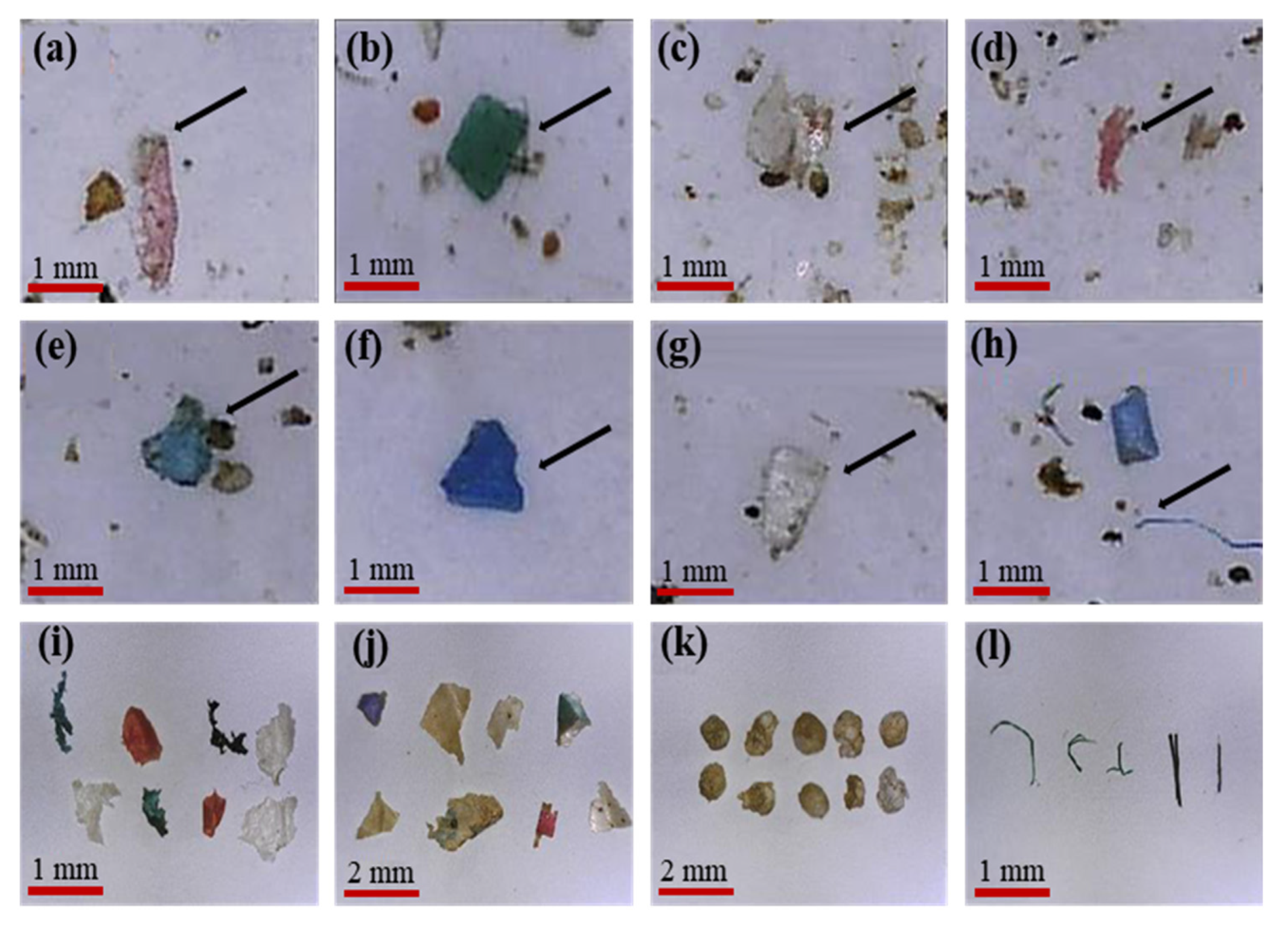 Water | Free Full-Text | Distribution Characteristics and Source Analysis of Microplastics in Urban Freshwater Lakes: A Case Study in Songshan Lake of Dongguan, China