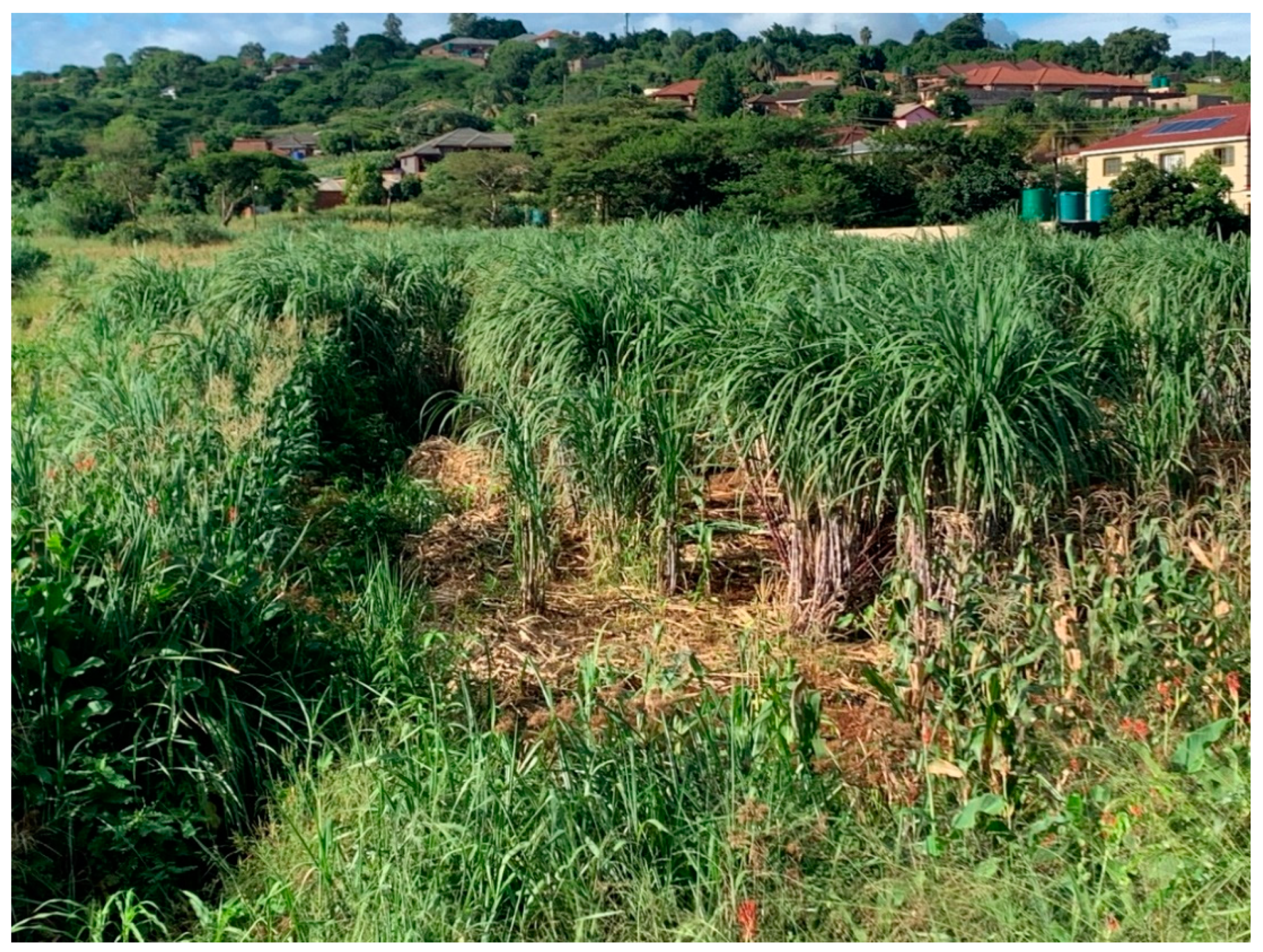 Water 14 01290 g004 550