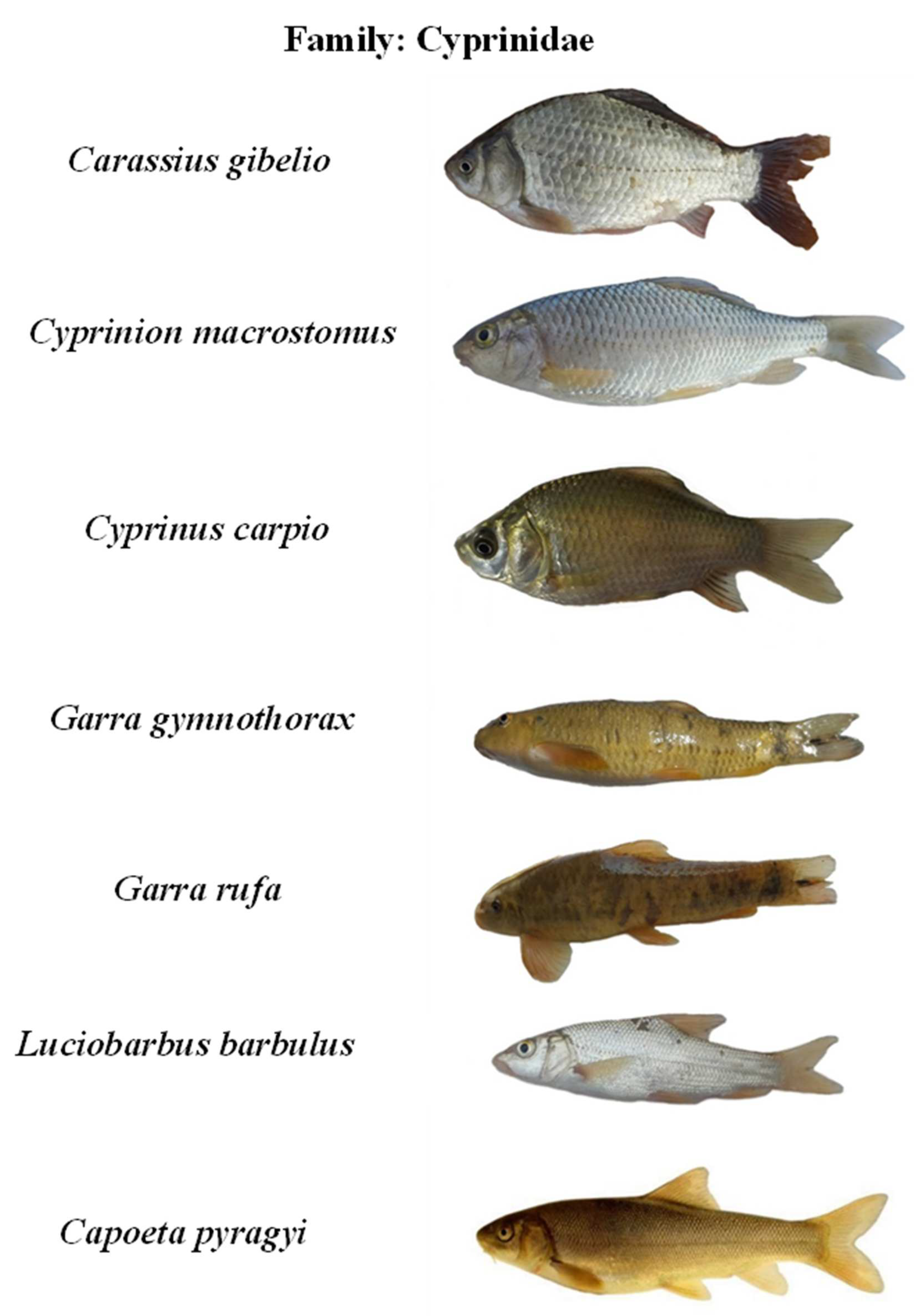 PDF) Some Biological Aspects of Four Fish Species in East Hammar