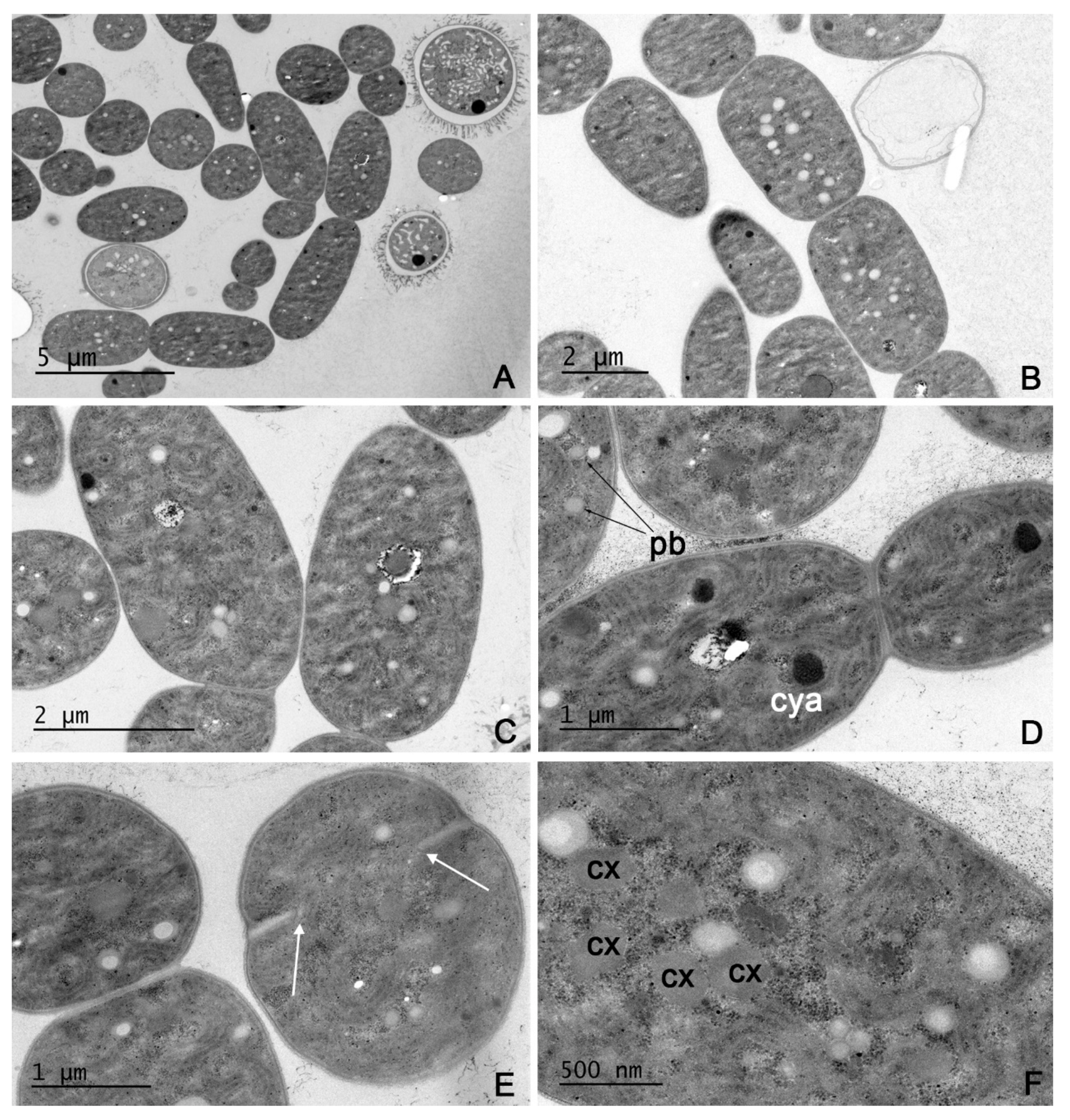 Water 14 02470 g002 550