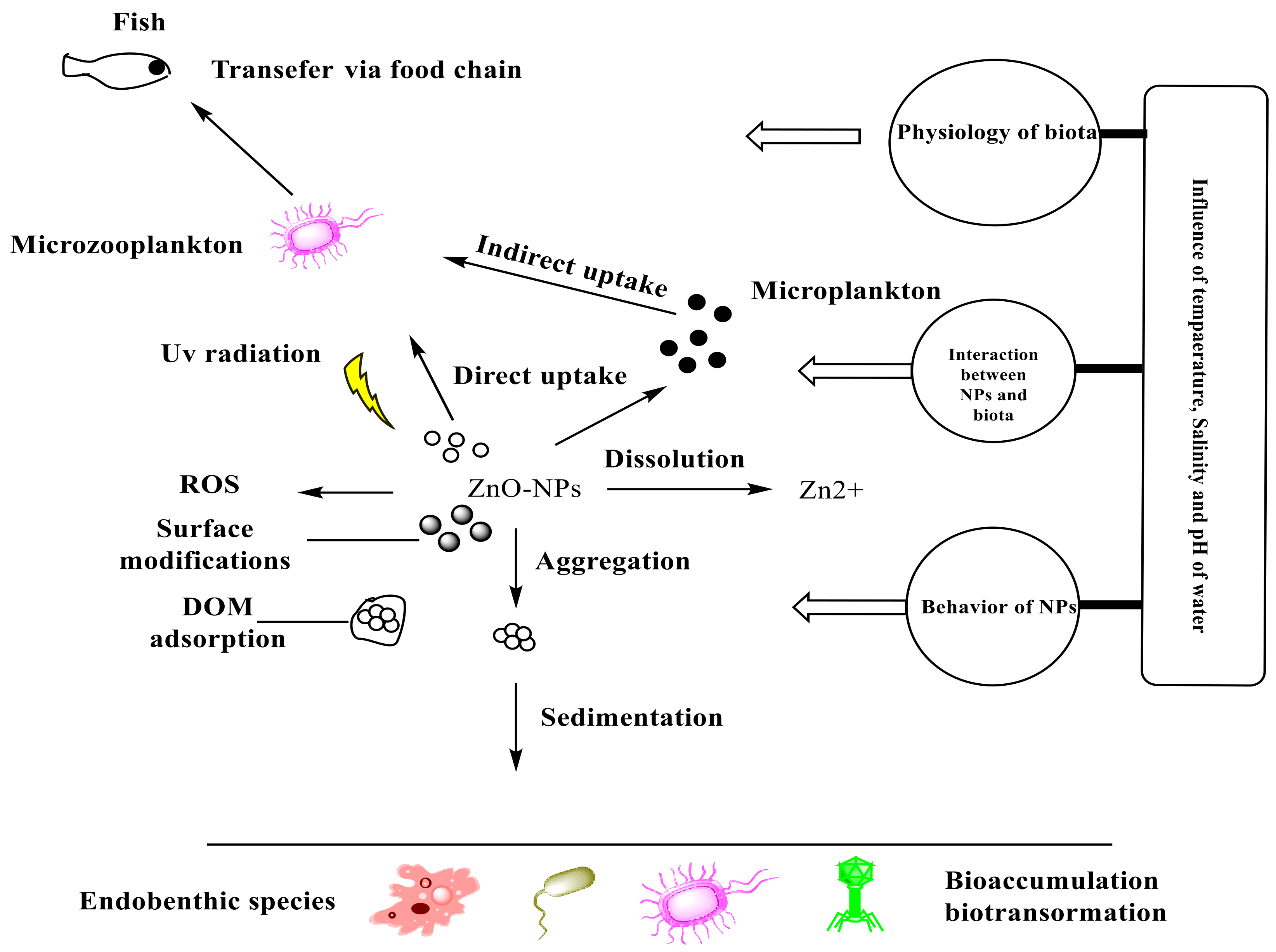 Water Free FullText Single and Combined Toxicity Effects of Zinc Oxide Nanoparticles