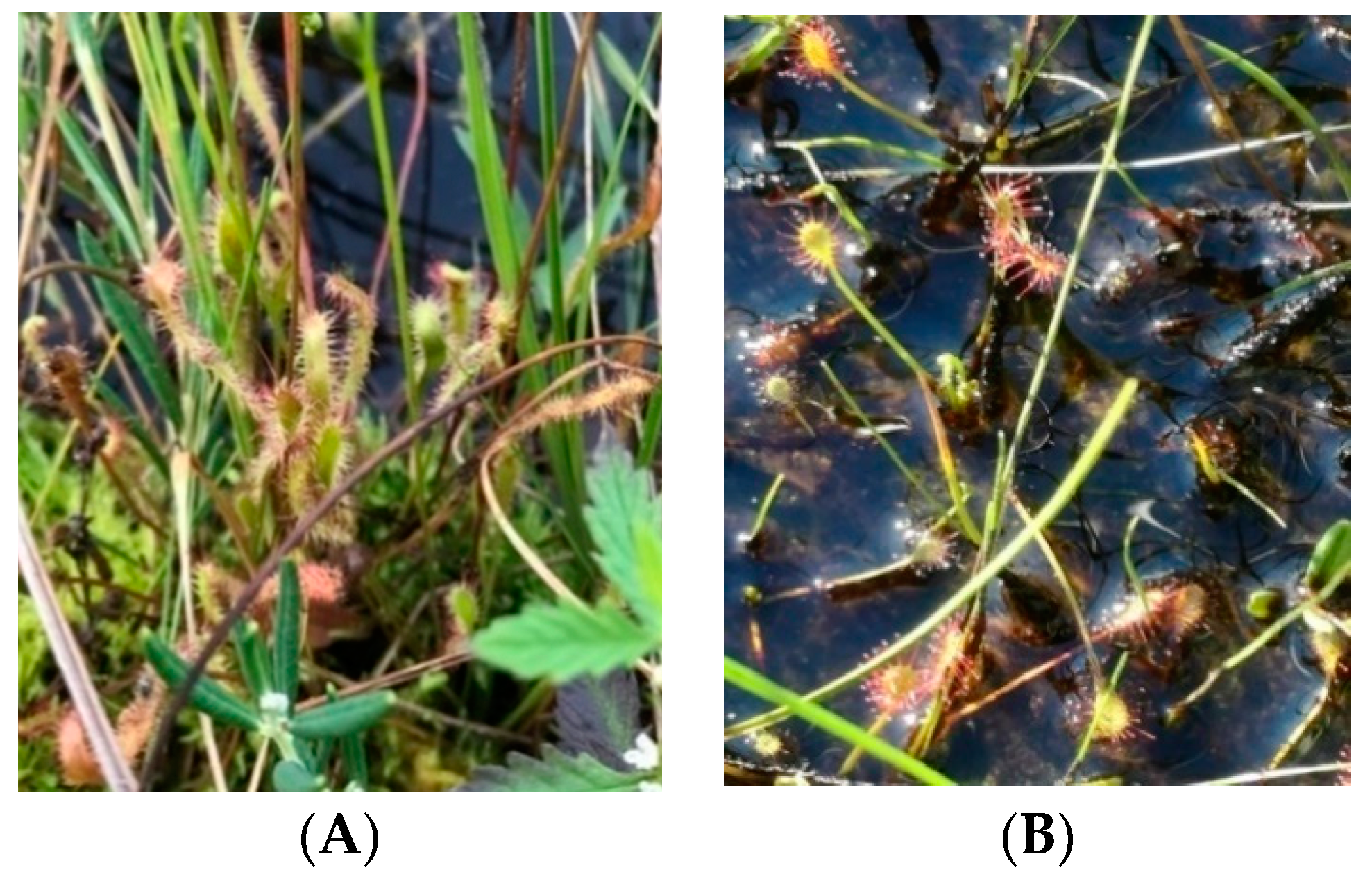 Water 14 02775 g001 550