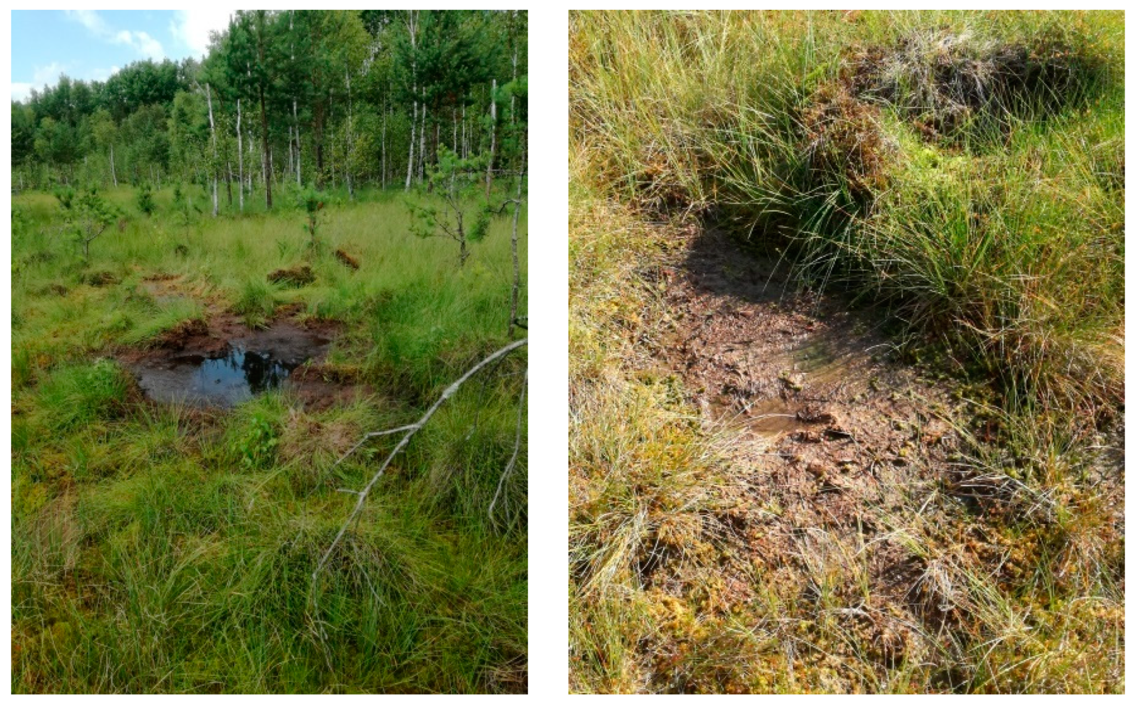Water | Free Full-Text | Active Protection of Endangered Species of Peat Bog Flora (Drosera intermedia, D. anglica) in the Łęczna-Włodawa Lake District Water | Free Full-Text | Active Protection of Endangered Species of Peat Bog Flora (Drosera intermedia, D. anglica) in the Łęczna-Włodawa Lake District