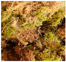 Water 14 04009 i002 Water 14 04009 i002