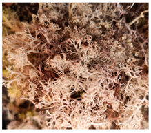 Water 14 04009 i003 Water 14 04009 i003