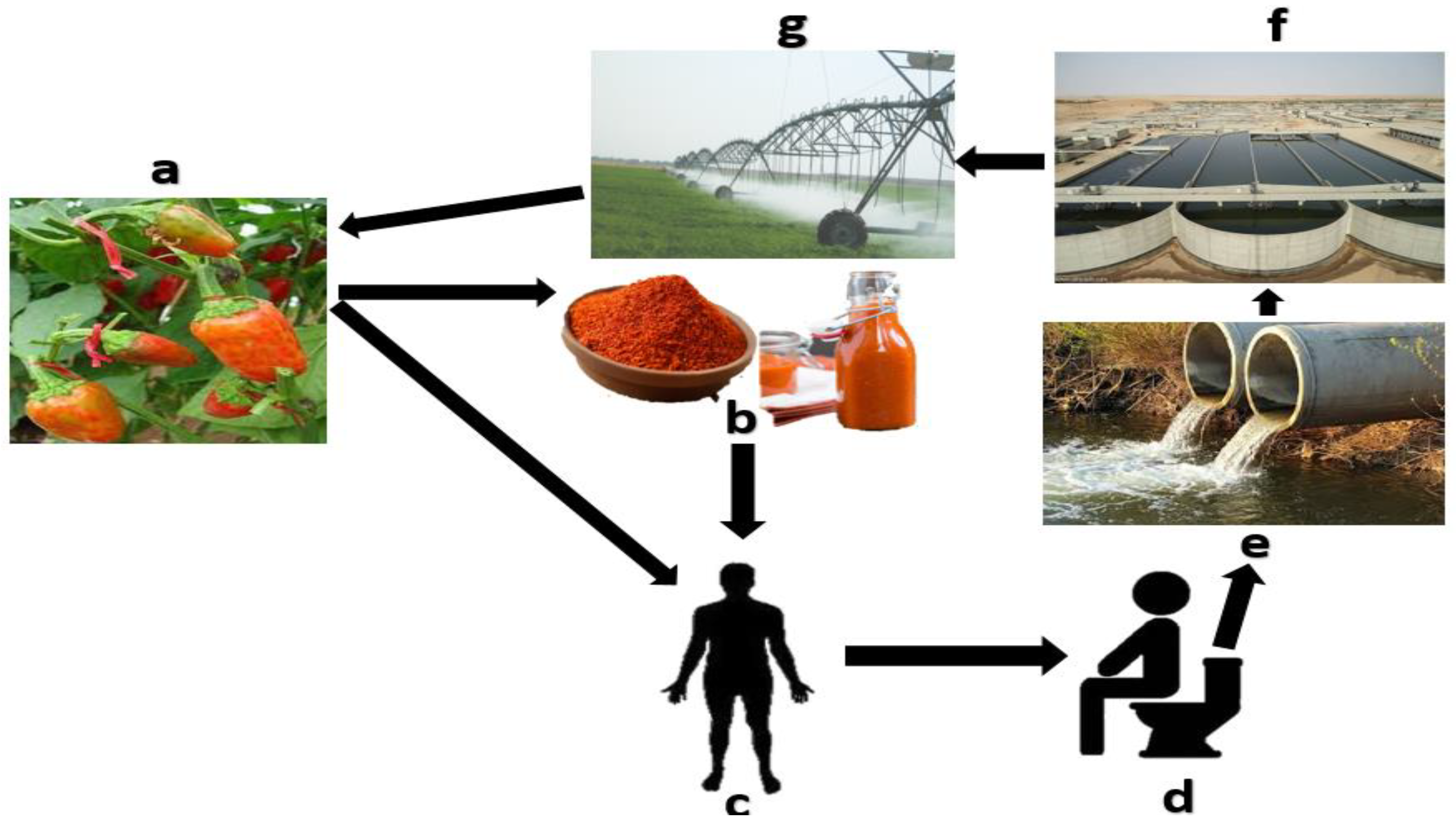 Water 14 04033 g002 Water 14 04033 g002