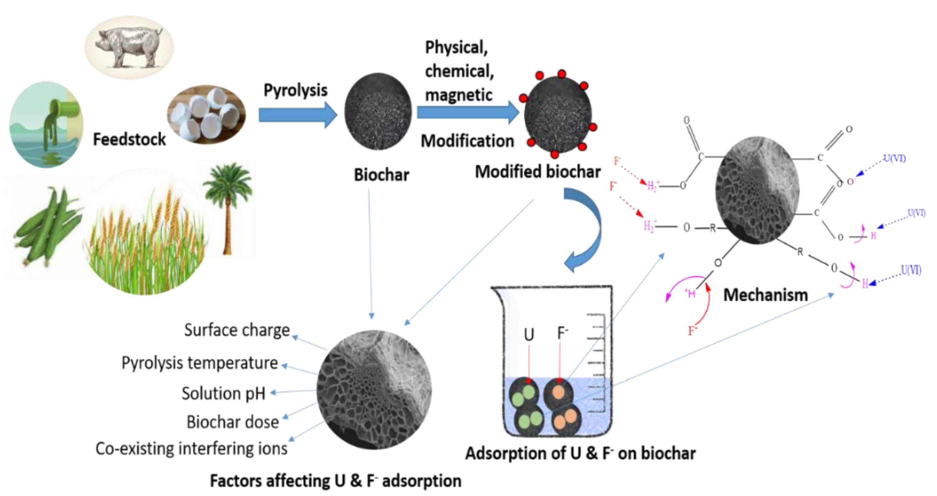 Water Free FullText Uranium and Fluoride Removal from Aqueous Solution Using Biochar A