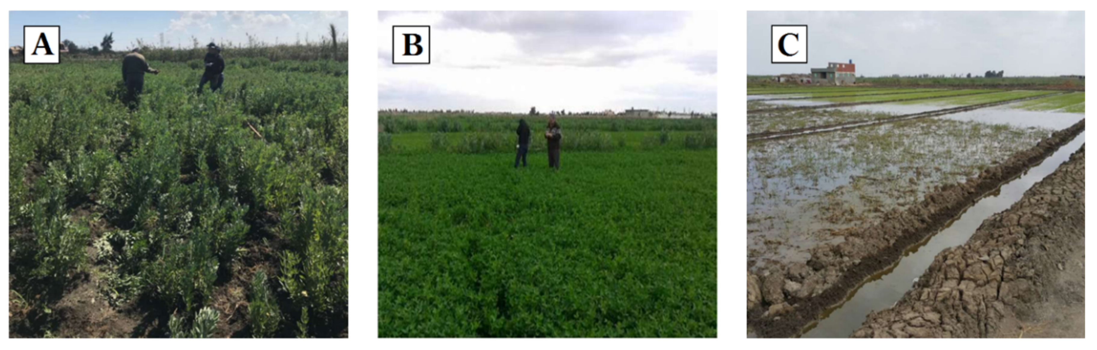 Water 15 00110 g002 Water 15 00110 g002