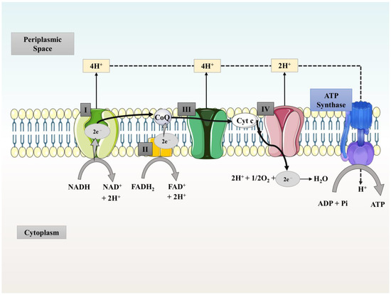 Cholecystokinin Receptor Antagonist Induces Pancreatic