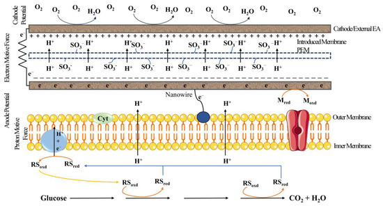 A Perspective Review on Microbial Fuel Cells in Treatment