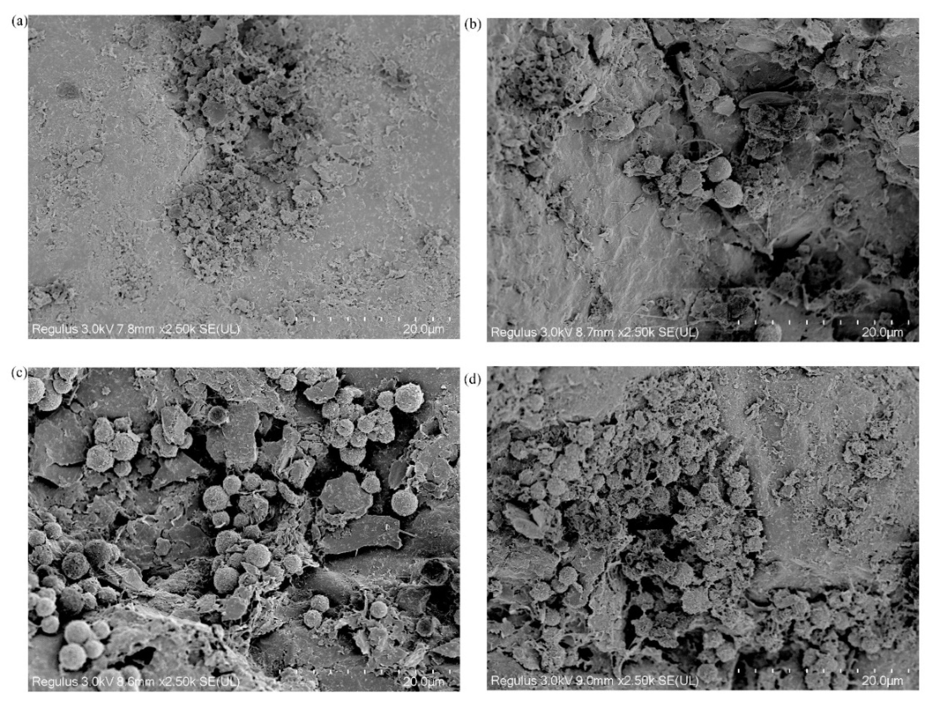 Water 15 00434 g004 550