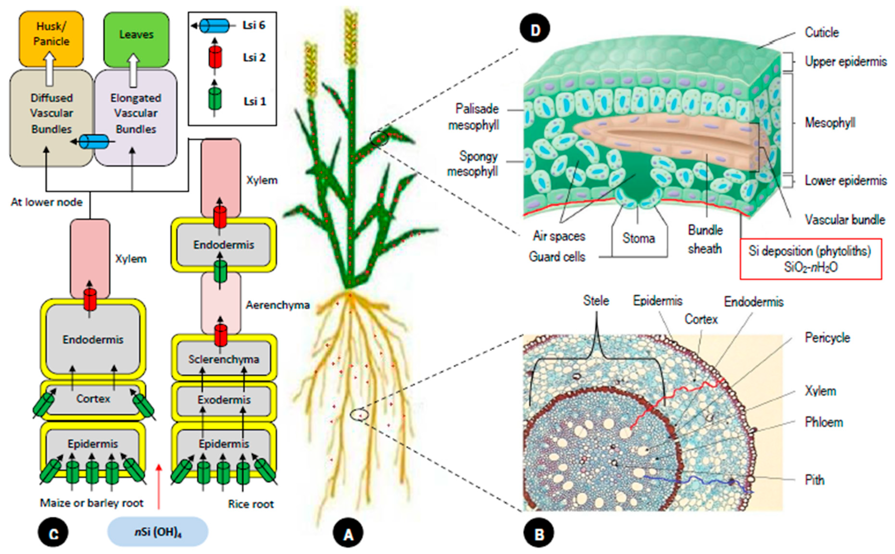 Water 15 00739 g003 Water 15 00739 g003