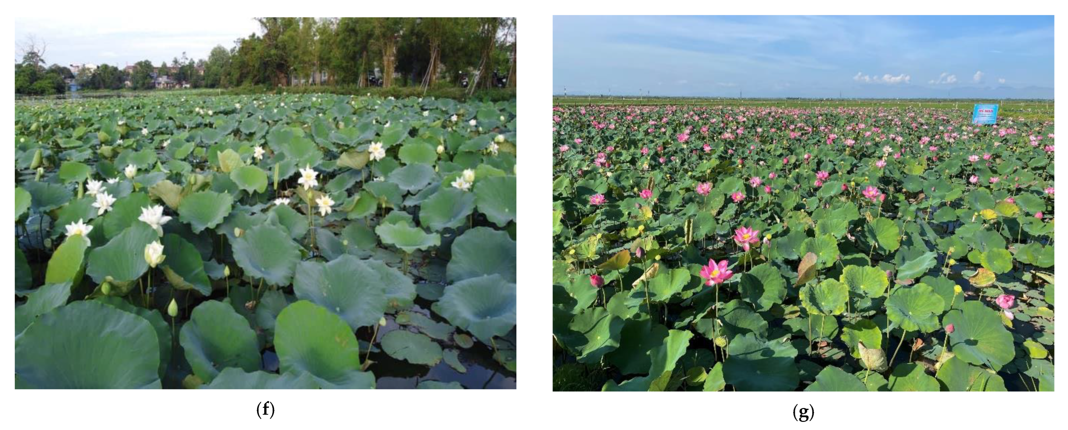 Water 15 00854 g001b Water 15 00854 g001b