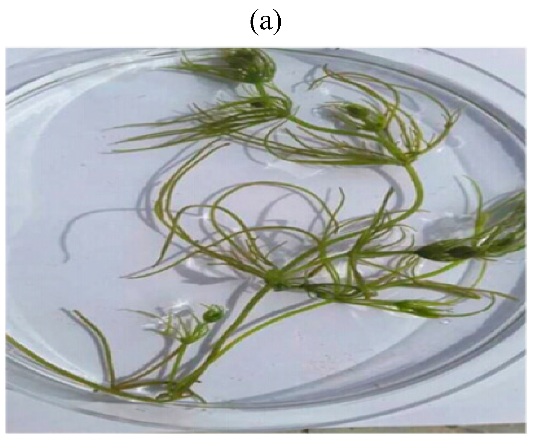 Water 15 00974 g002a