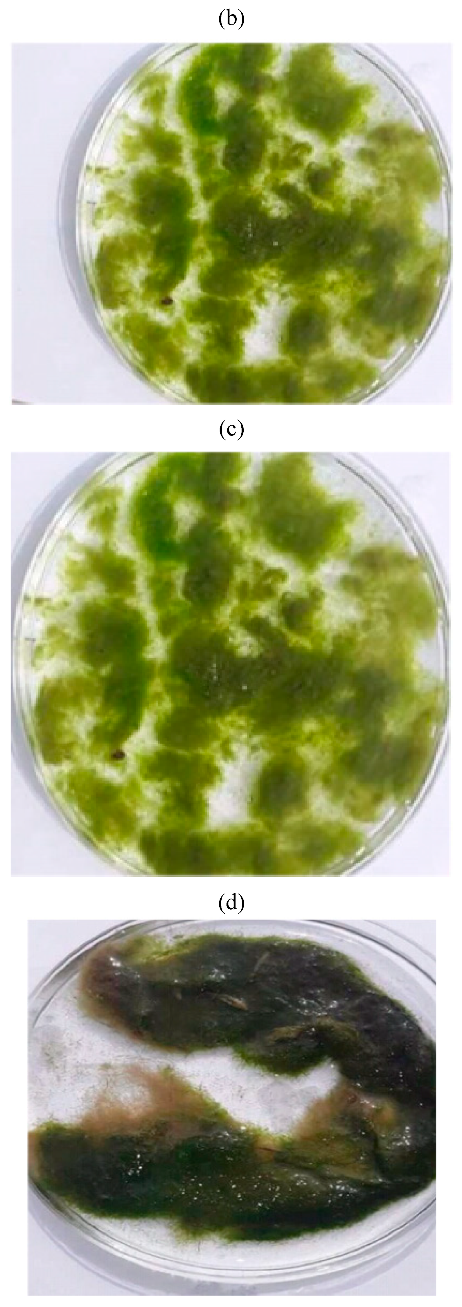 Water 15 00974 g002b