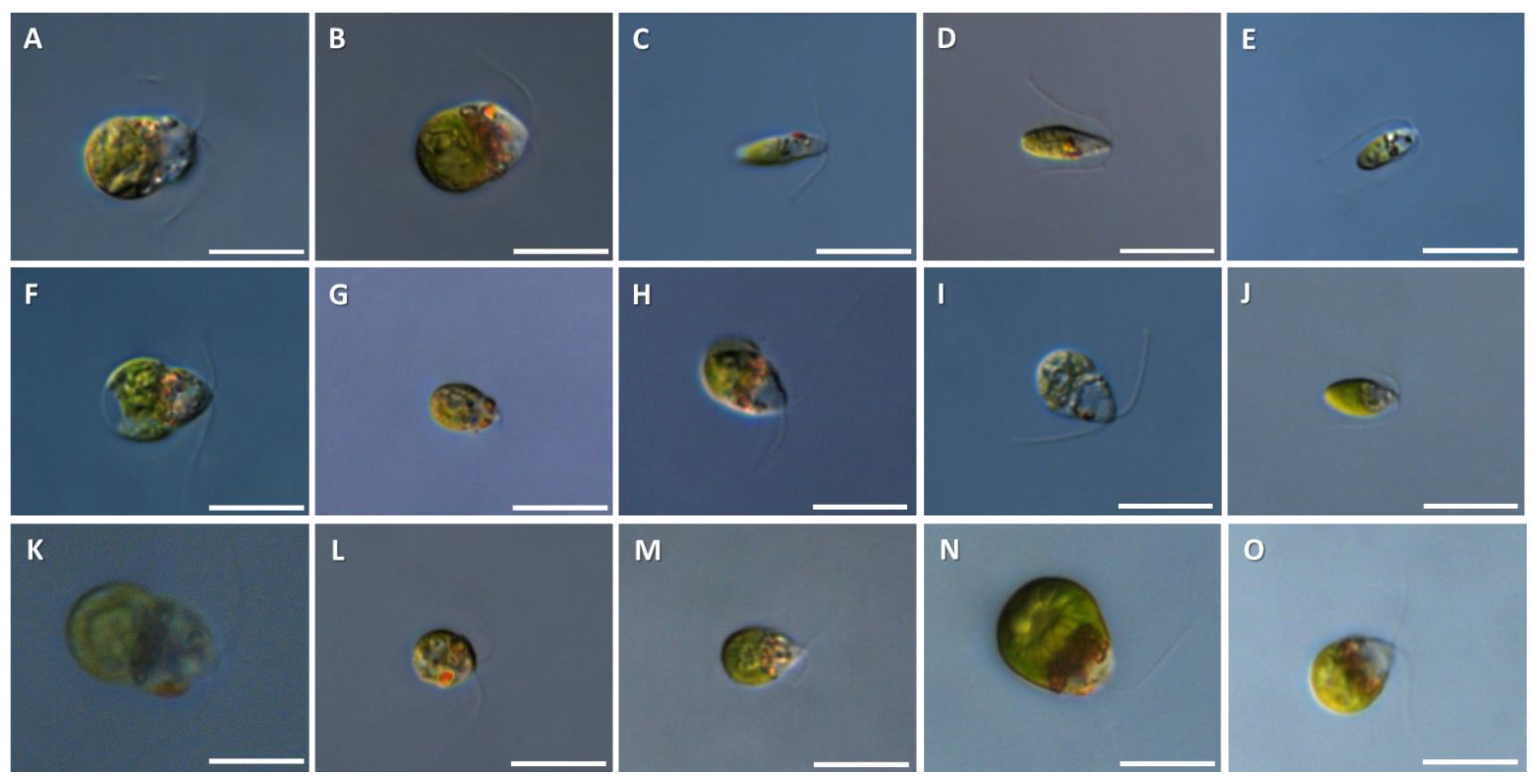 Water 15 01037 g002 Water 15 01037 g002