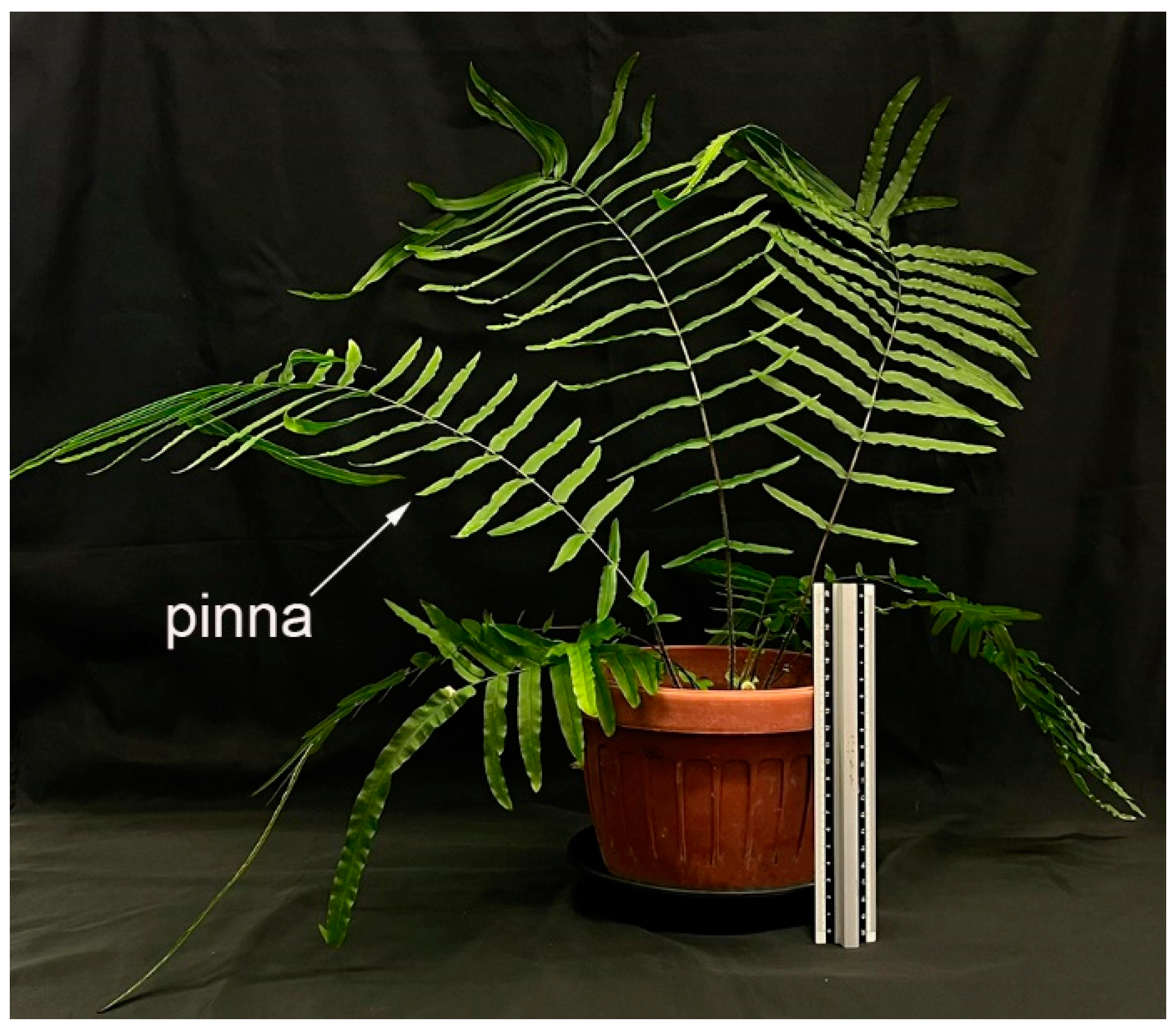 Water 15 01333 g001 Water 15 01333 g001