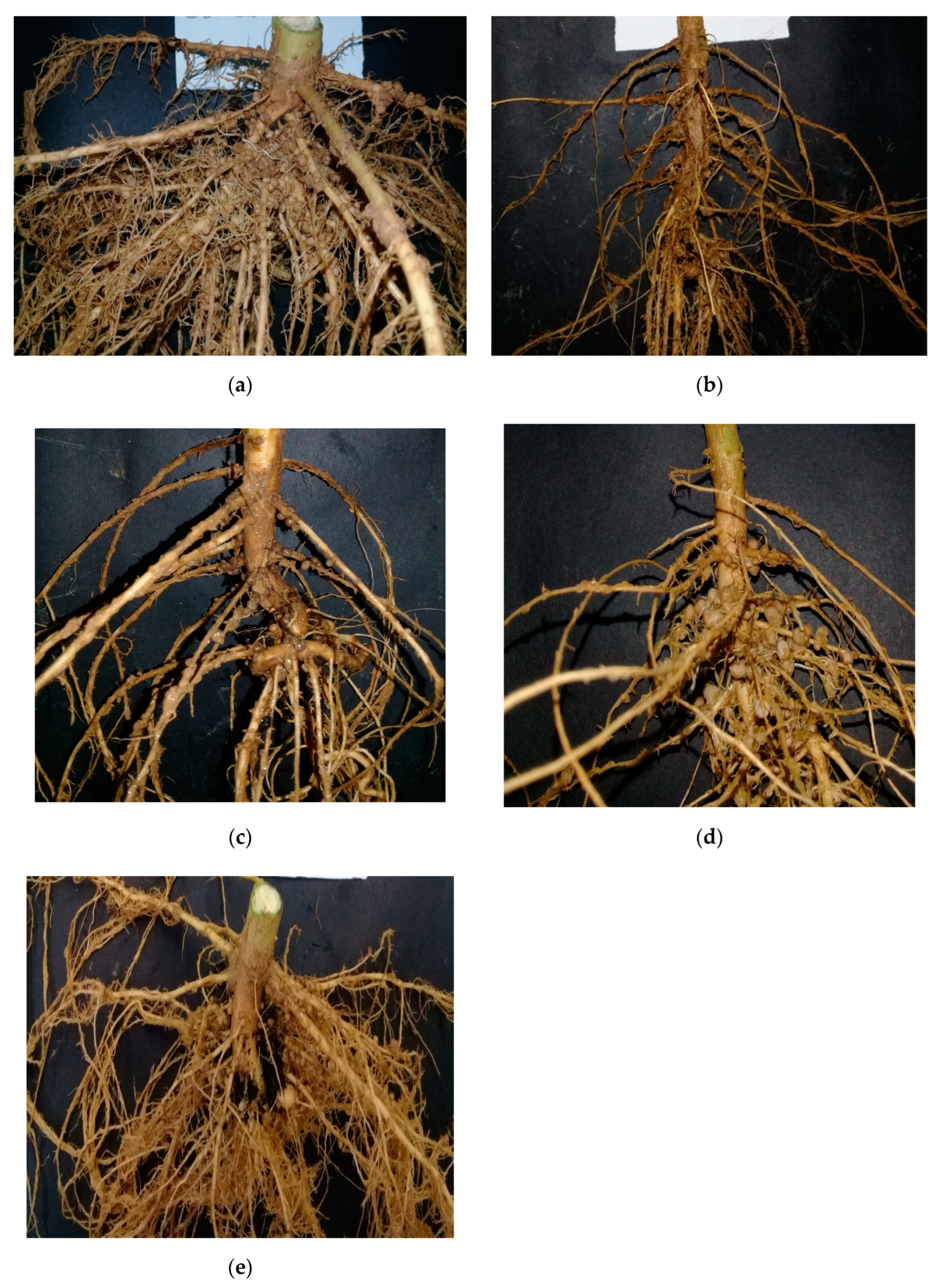 Water 15 01430 g004 Water 15 01430 g004