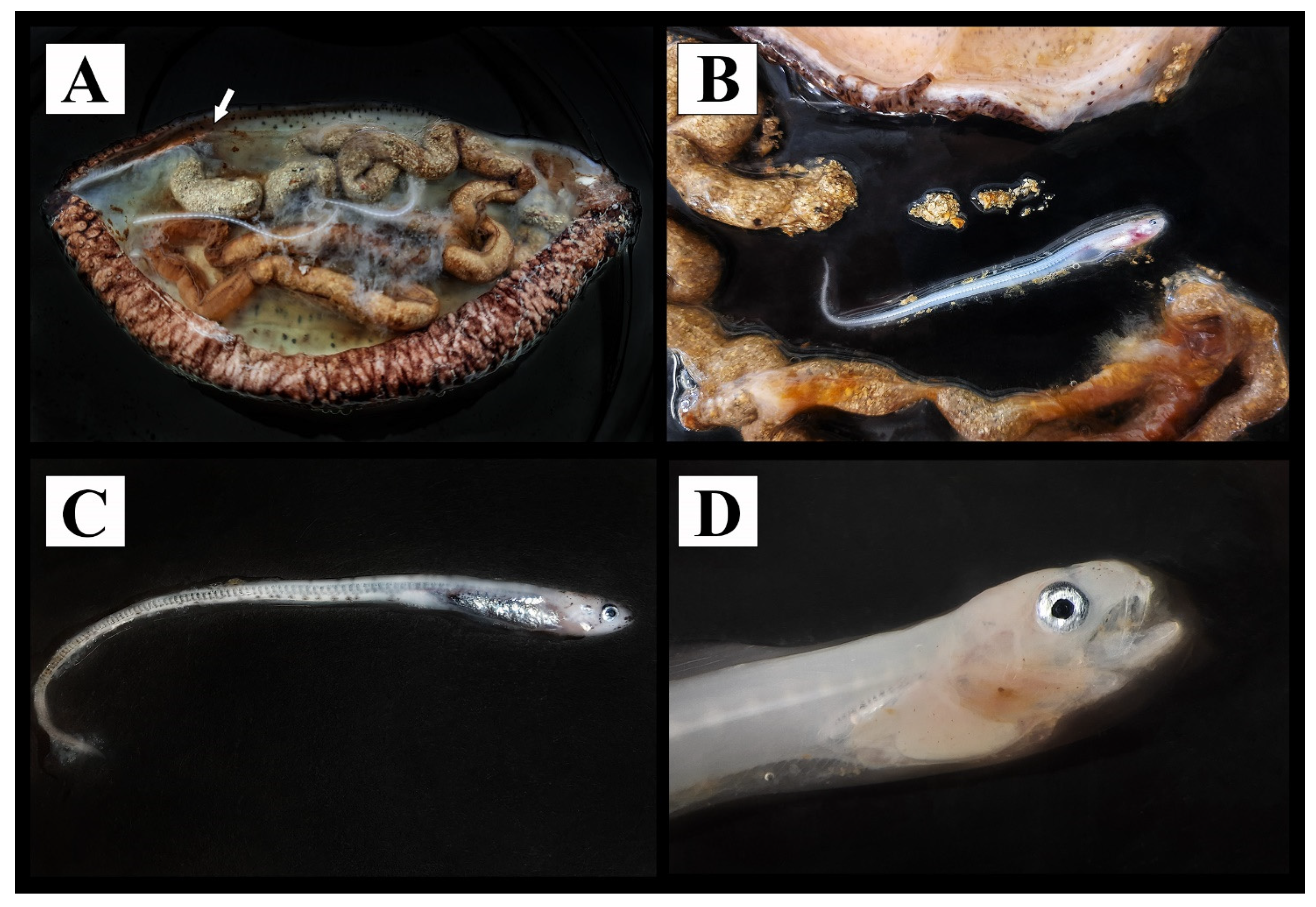 Water 15 01597 g008 Water 15 01597 g008