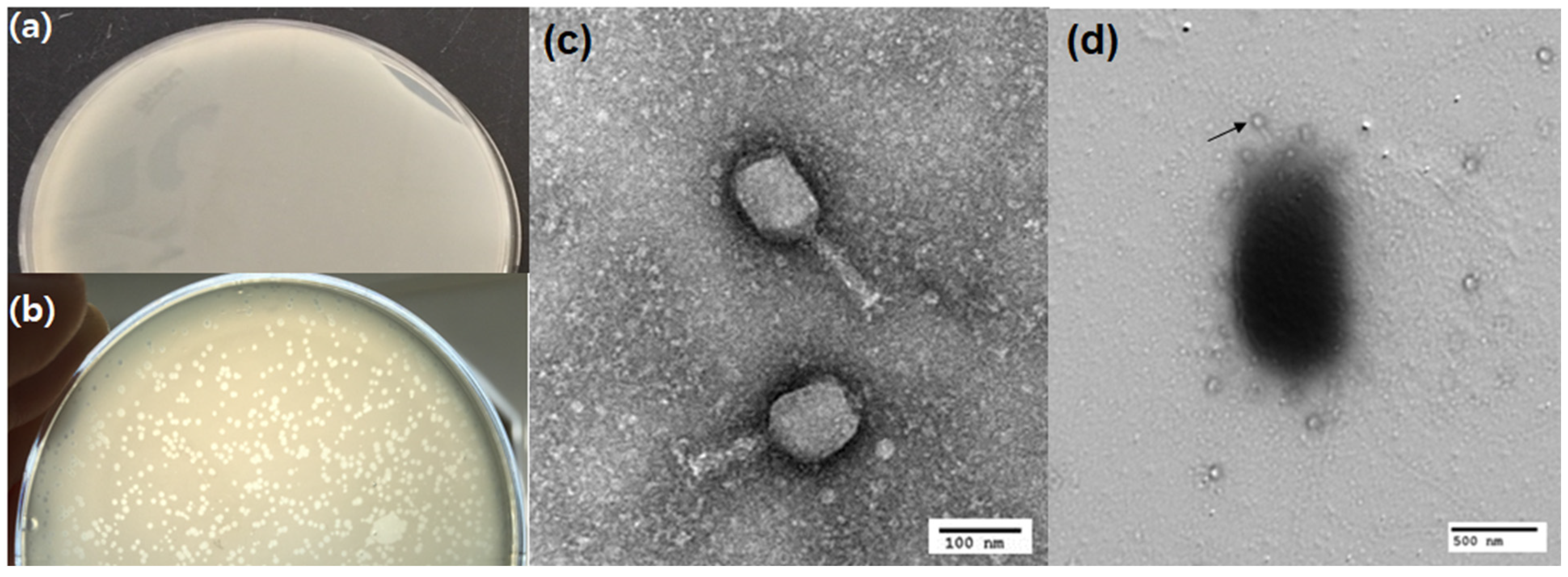 Water 15 01616 g003 Water 15 01616 g003