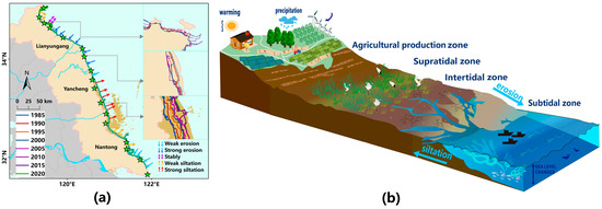 rocks！ Coexistence of Indarctos and Amphimachairodus (Carnivora) in