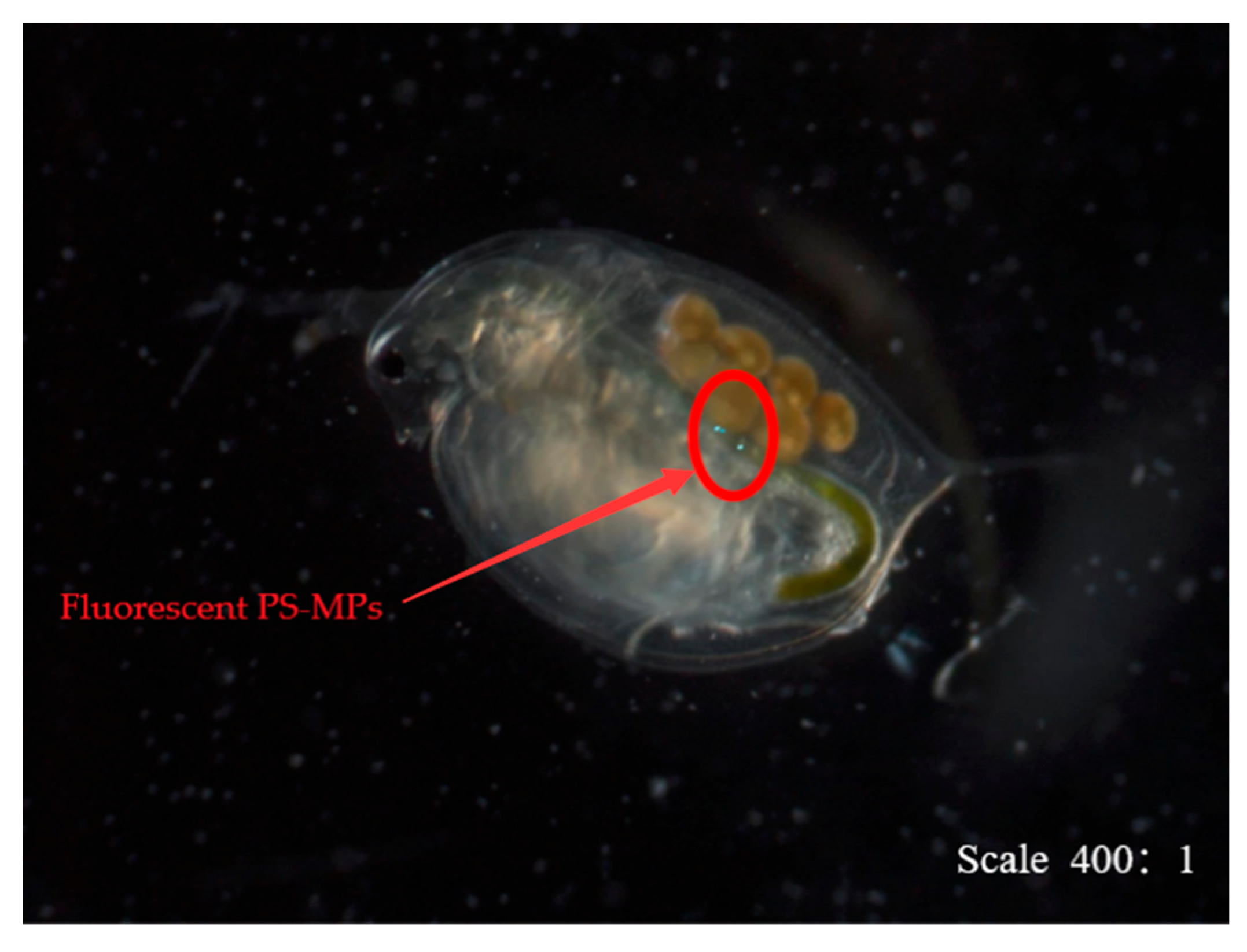 Water 15 01744 g007 Water 15 01744 g007