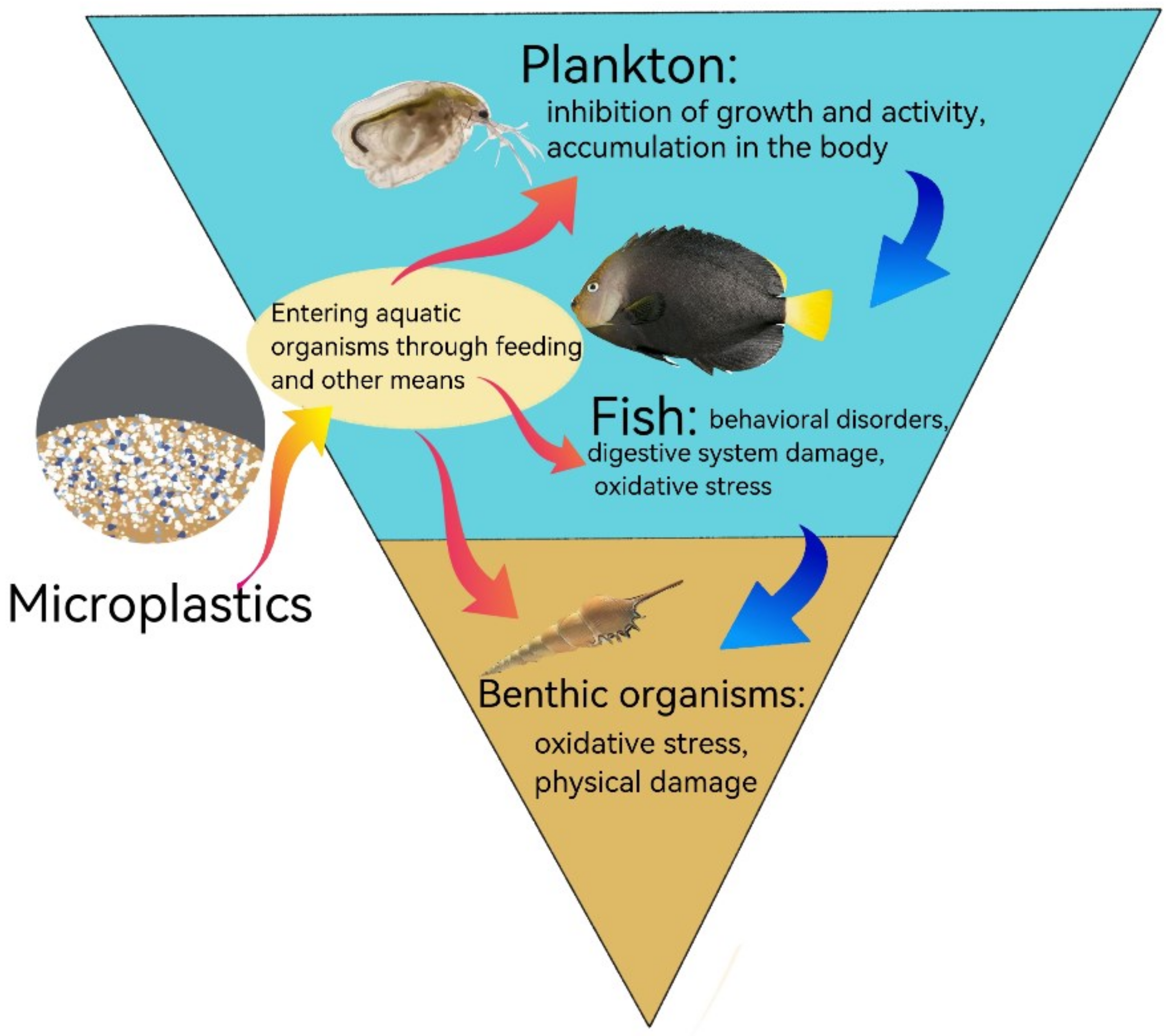 Effects of microplastics and nanoplastics in shrimp 49 off