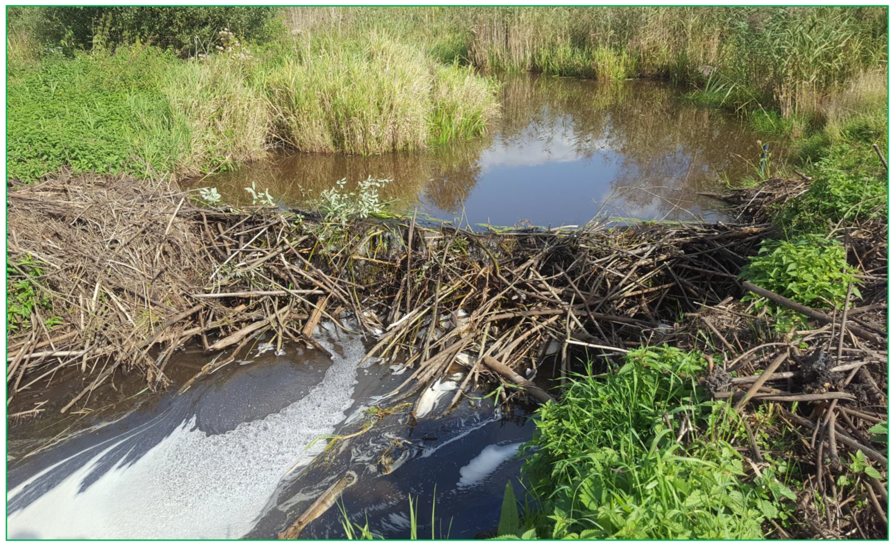 A keystone species: Beavers have huge impact on wetlands - Farm and Dairy