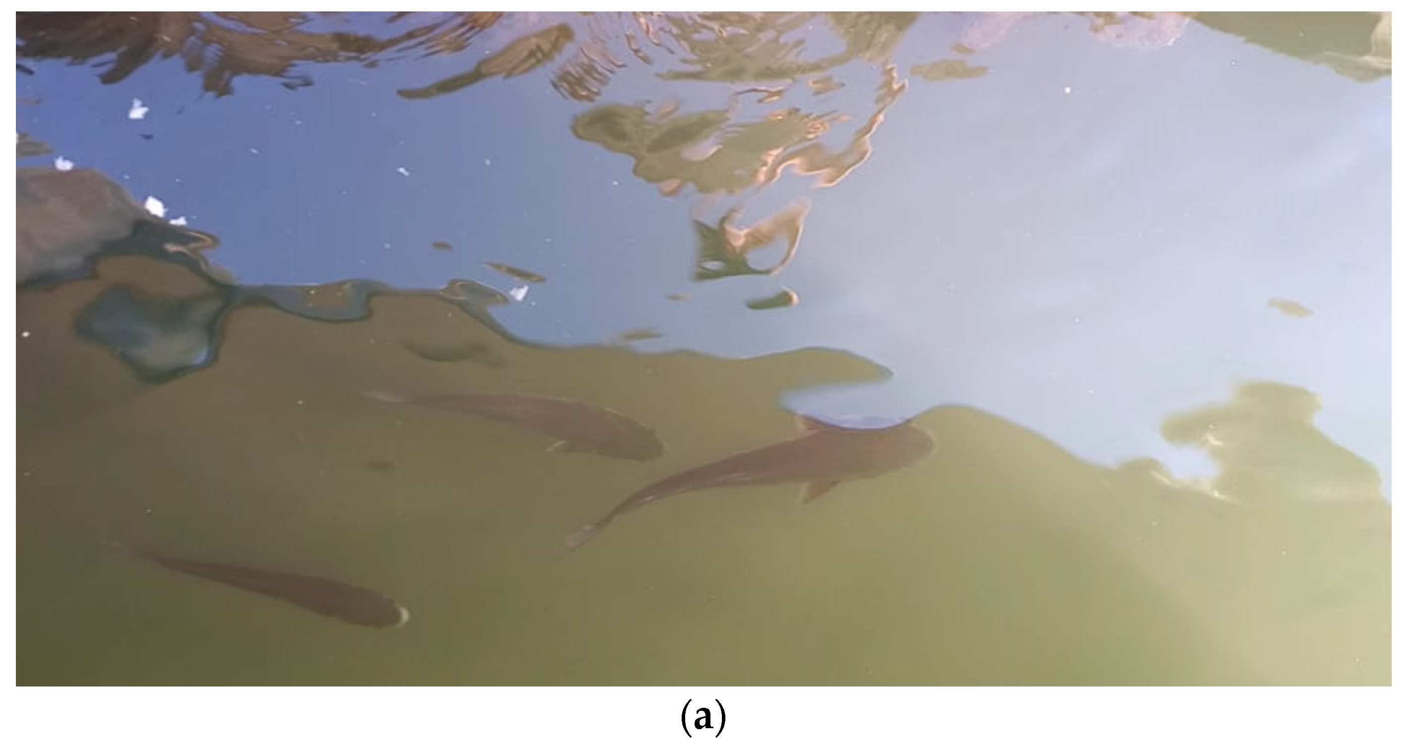 Water 15 02138 g001a