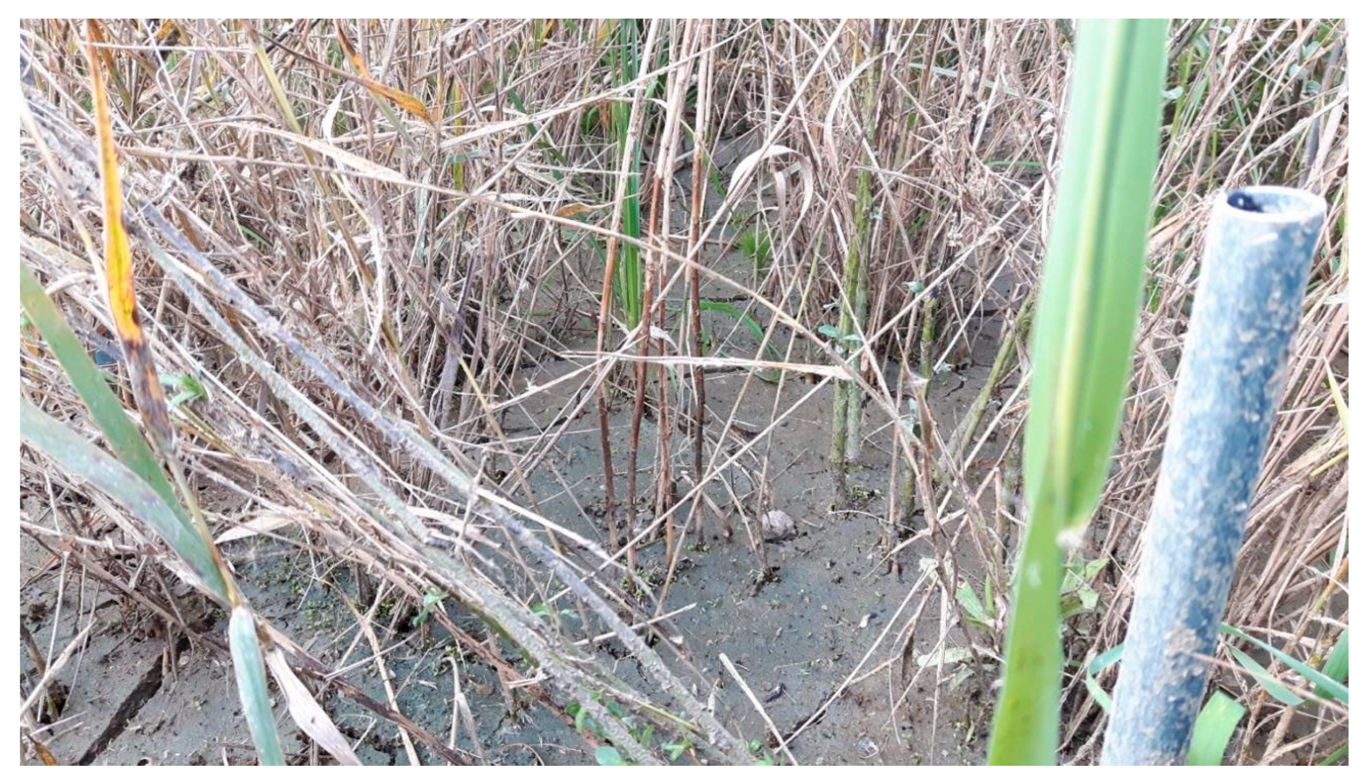 Water 15 02159 g006 Water 15 02159 g006