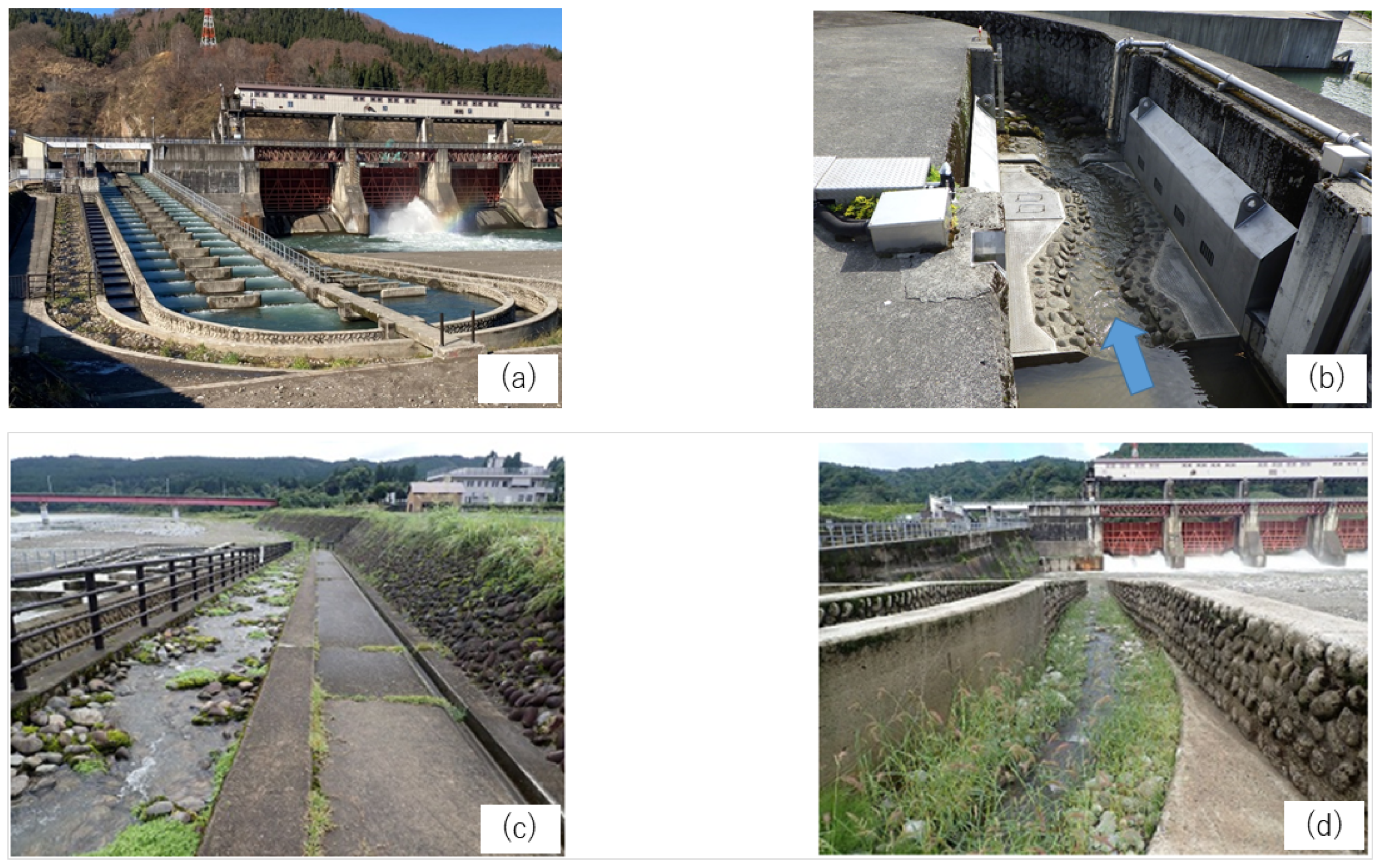 Quantifying Vegetation on a Rock-Ramp Fishway for Fish Run-Up and 