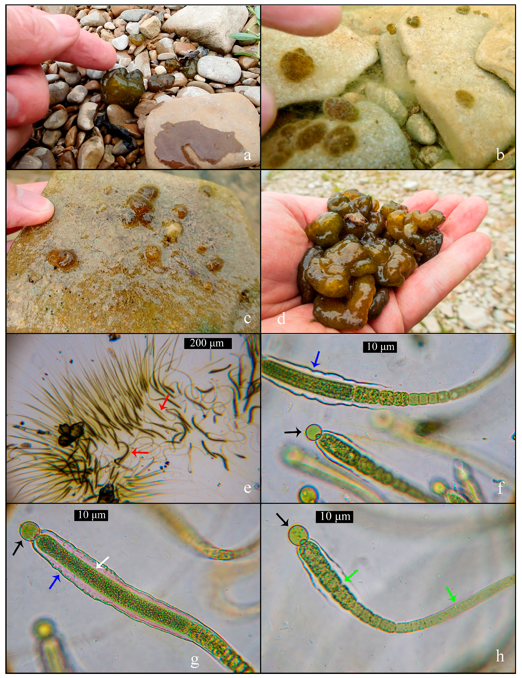 Water 15 02370 g002 Water 15 02370 g002