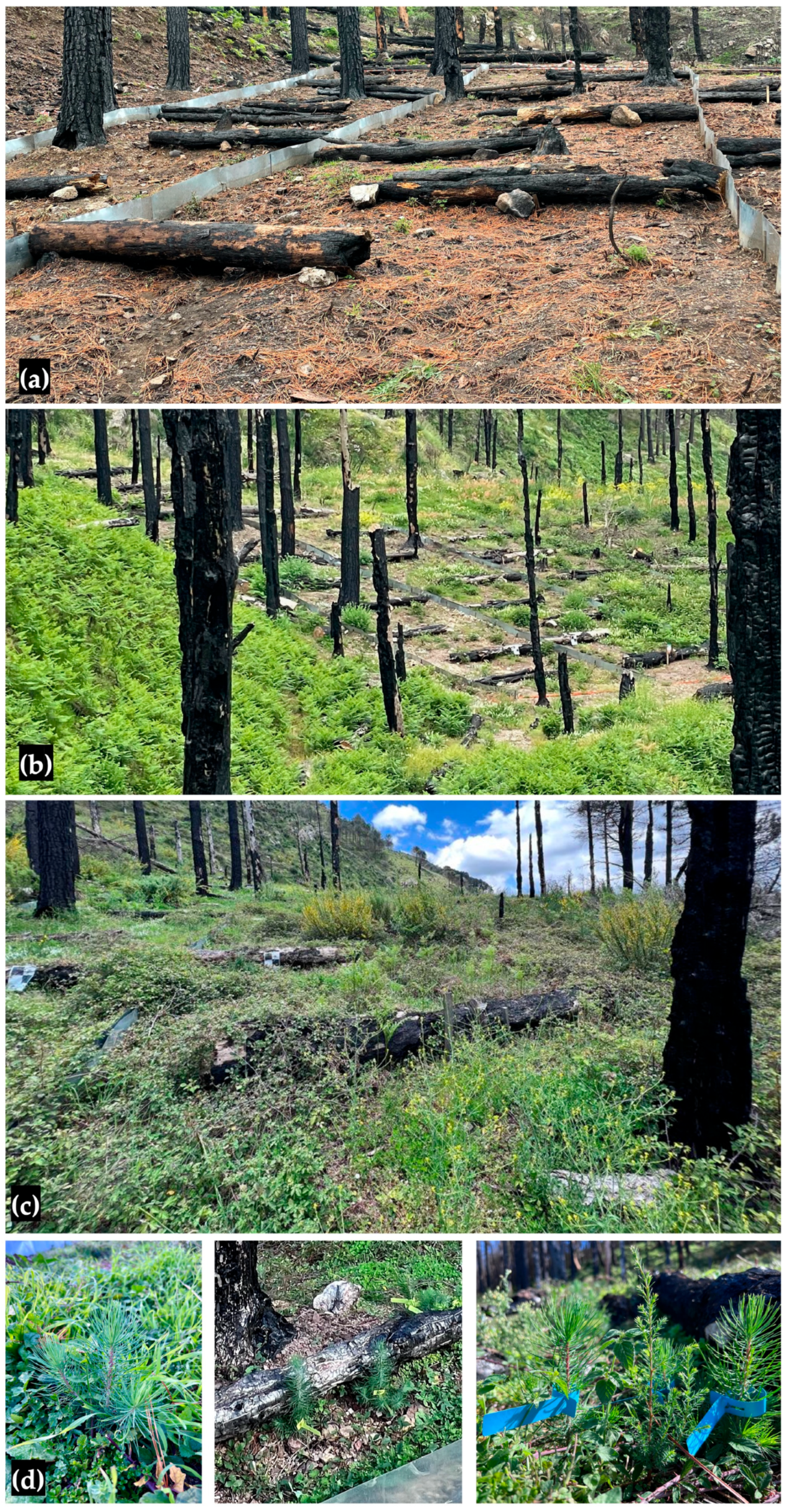 Water 15 02378 sch003