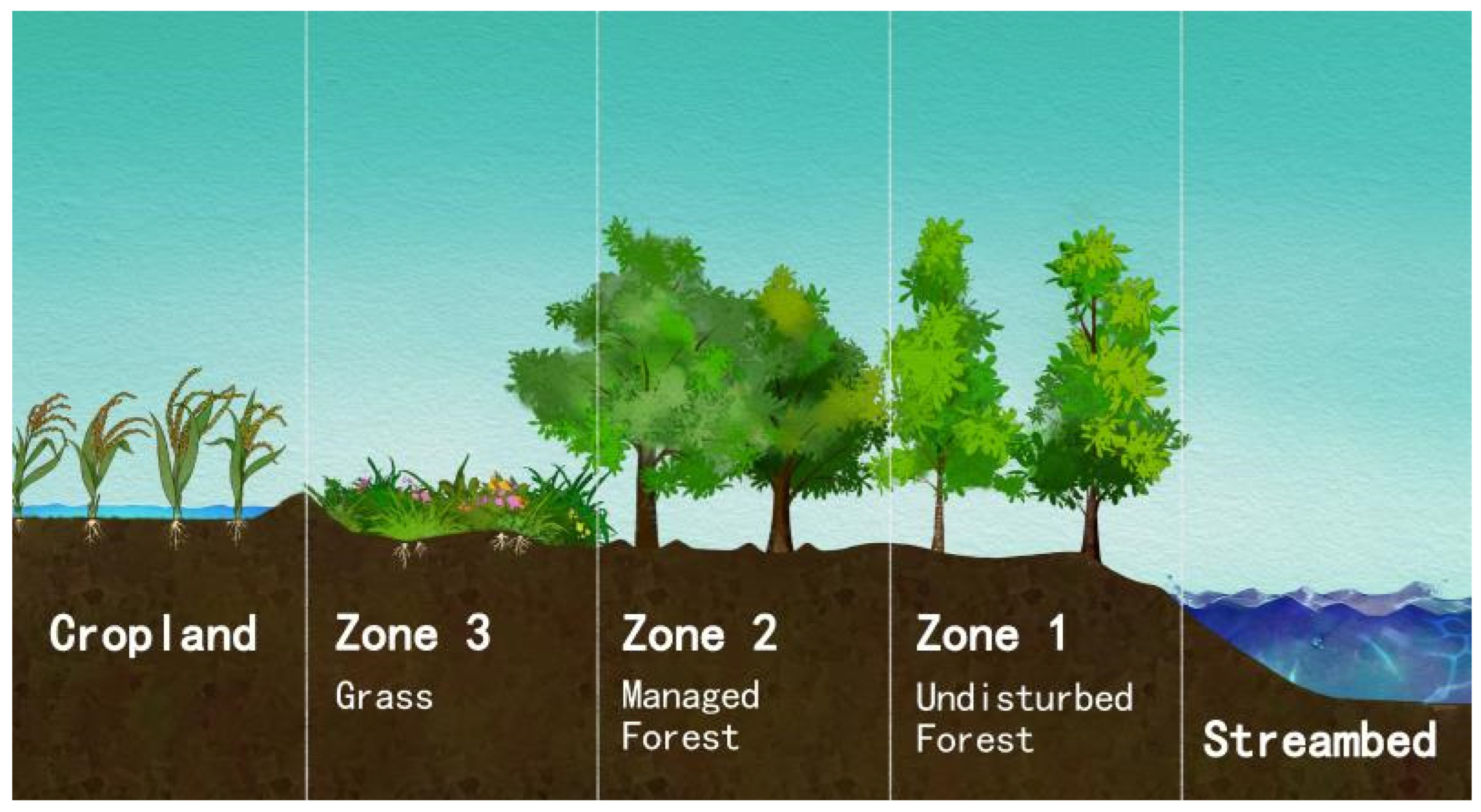 Water Free FullText Impact of Riparian Buffer Zone Design on