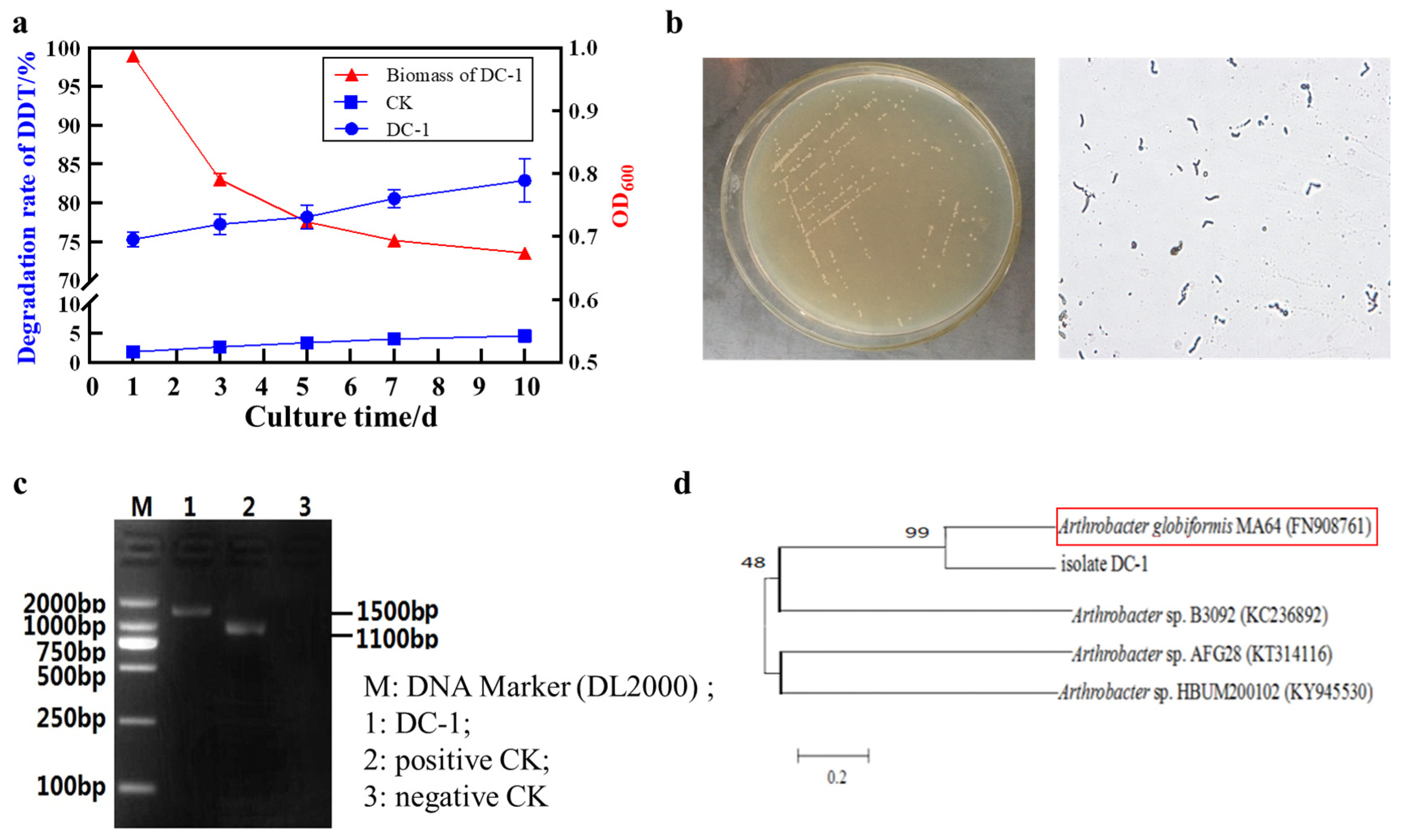 Water | Free Full-Text | Degradation of DDT by a Novel Bacterium ...