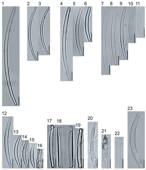 A Voucher Flora of Diatoms from Fens in the Tanana River A Voucher Flora of Diatoms from Fens in the Tanana River