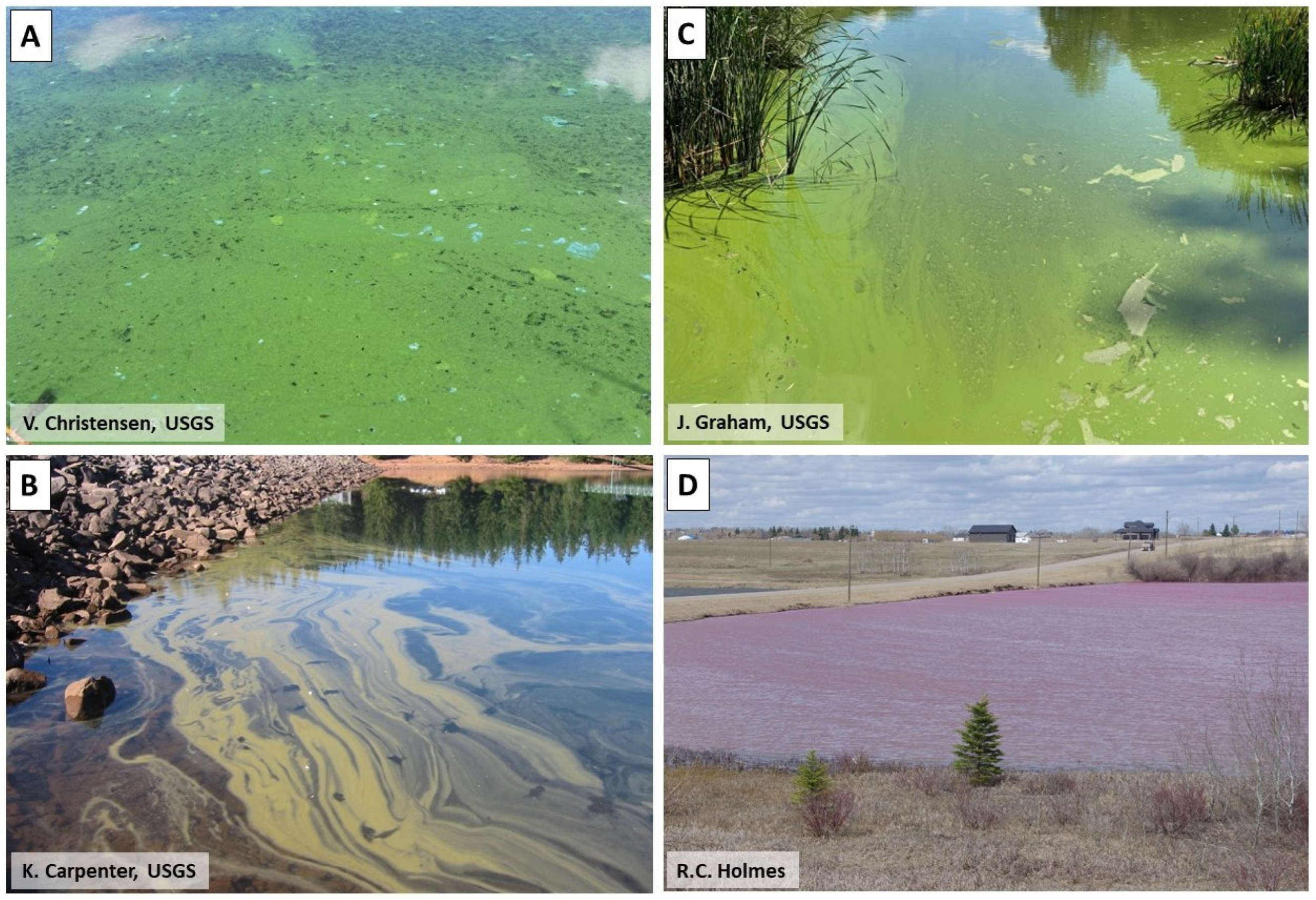 Water Free Full-Text Toxic Algae in Inland Waters of the Conterminous United Statesandmdash;A Review and Synthesis image pic