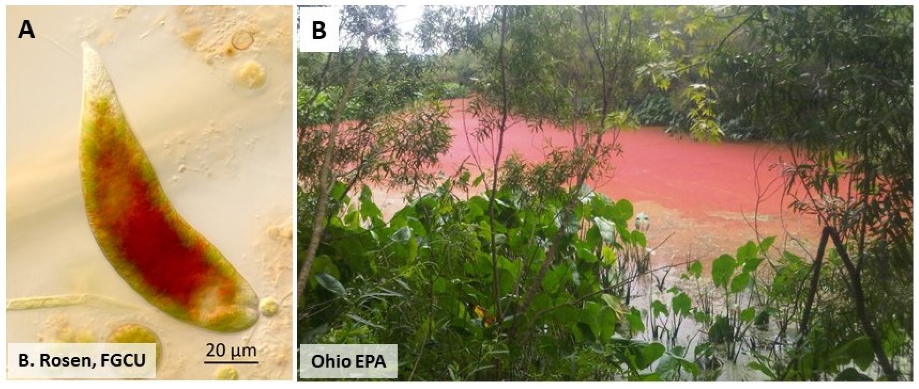 Toxic Algae in Inland Waters of the Conterminous United Toxic Algae in Inland Waters of the Conterminous United