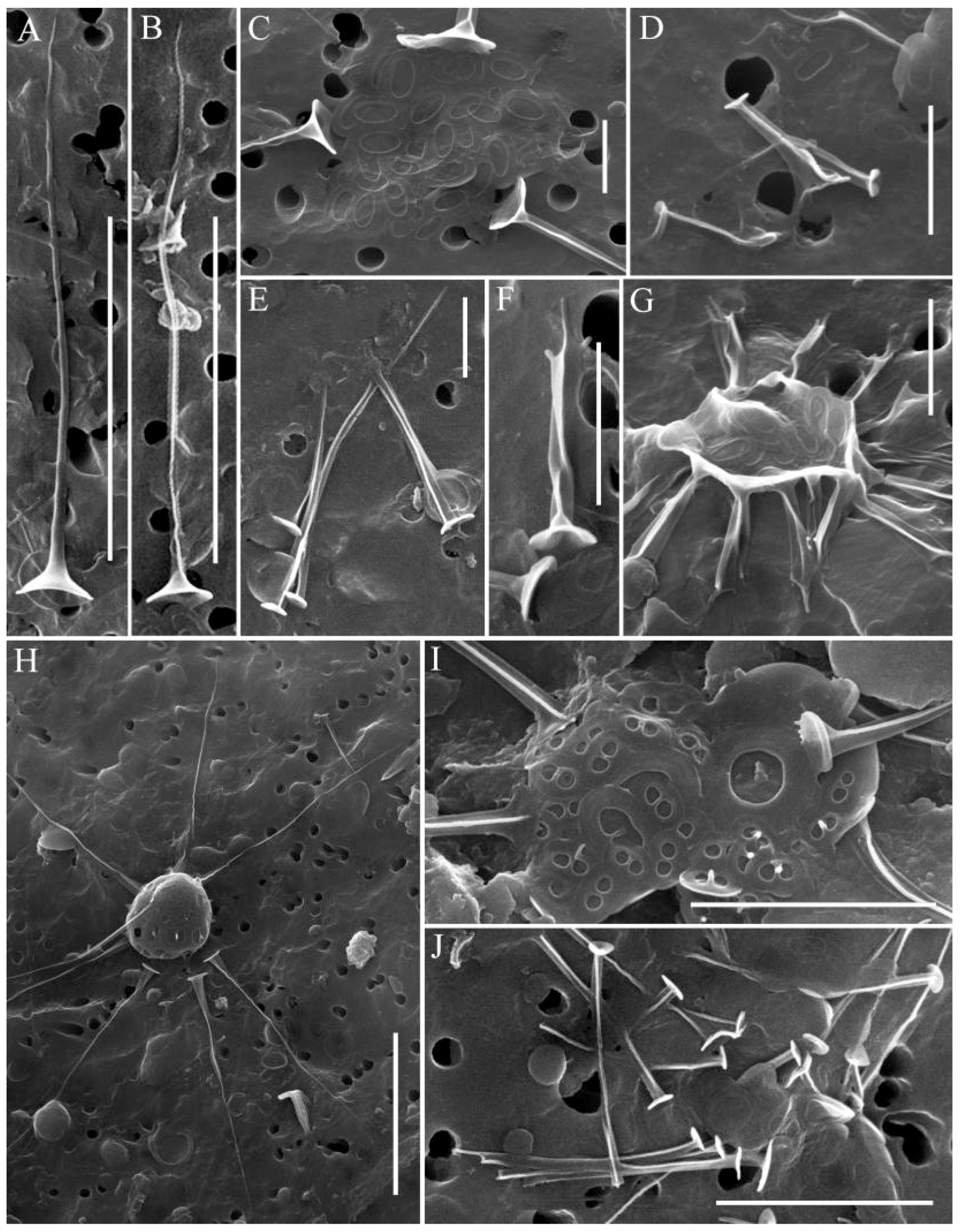 Water 15 03054 g004 Water 15 03054 g004