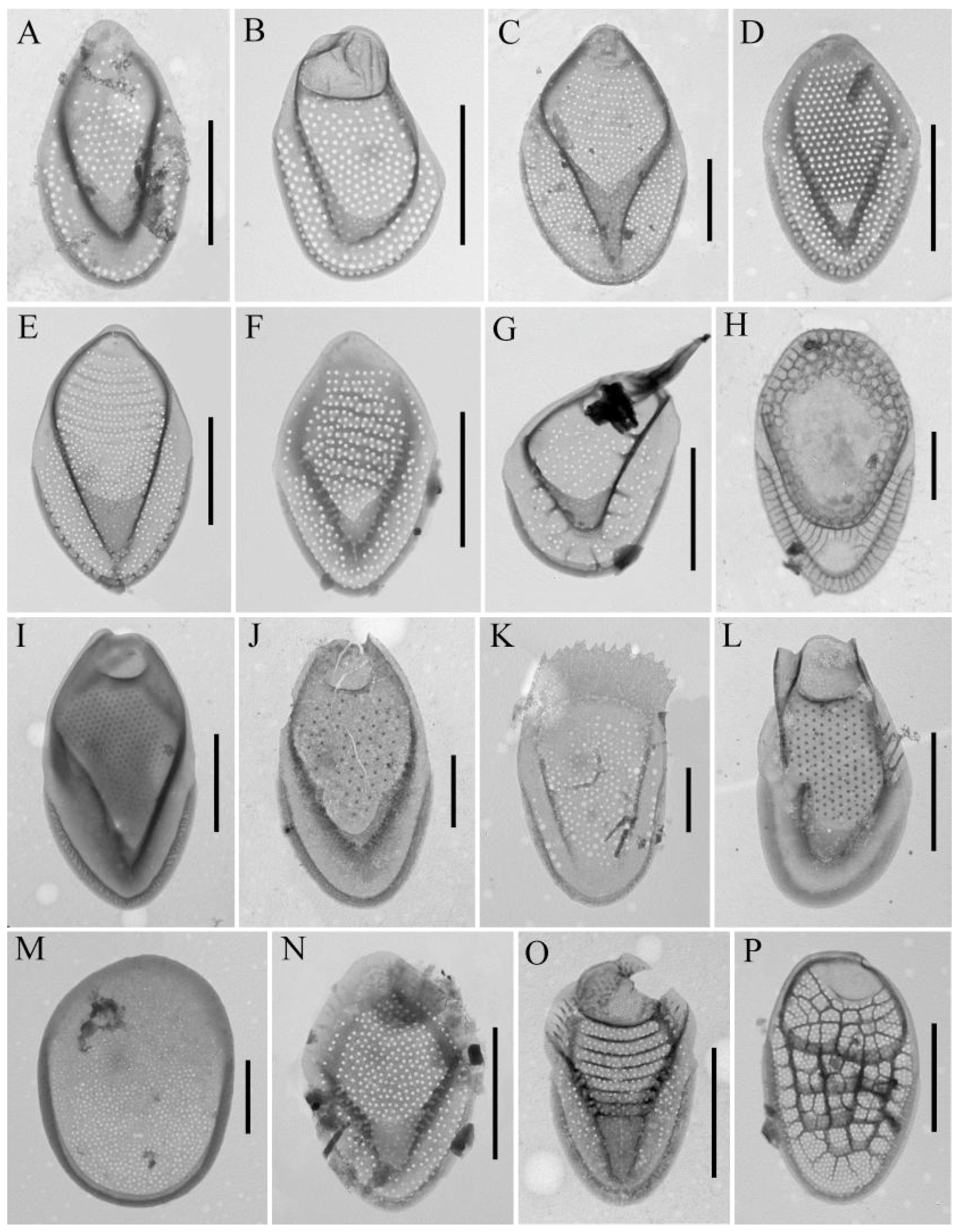 Water 15 03054 g005 Water 15 03054 g005