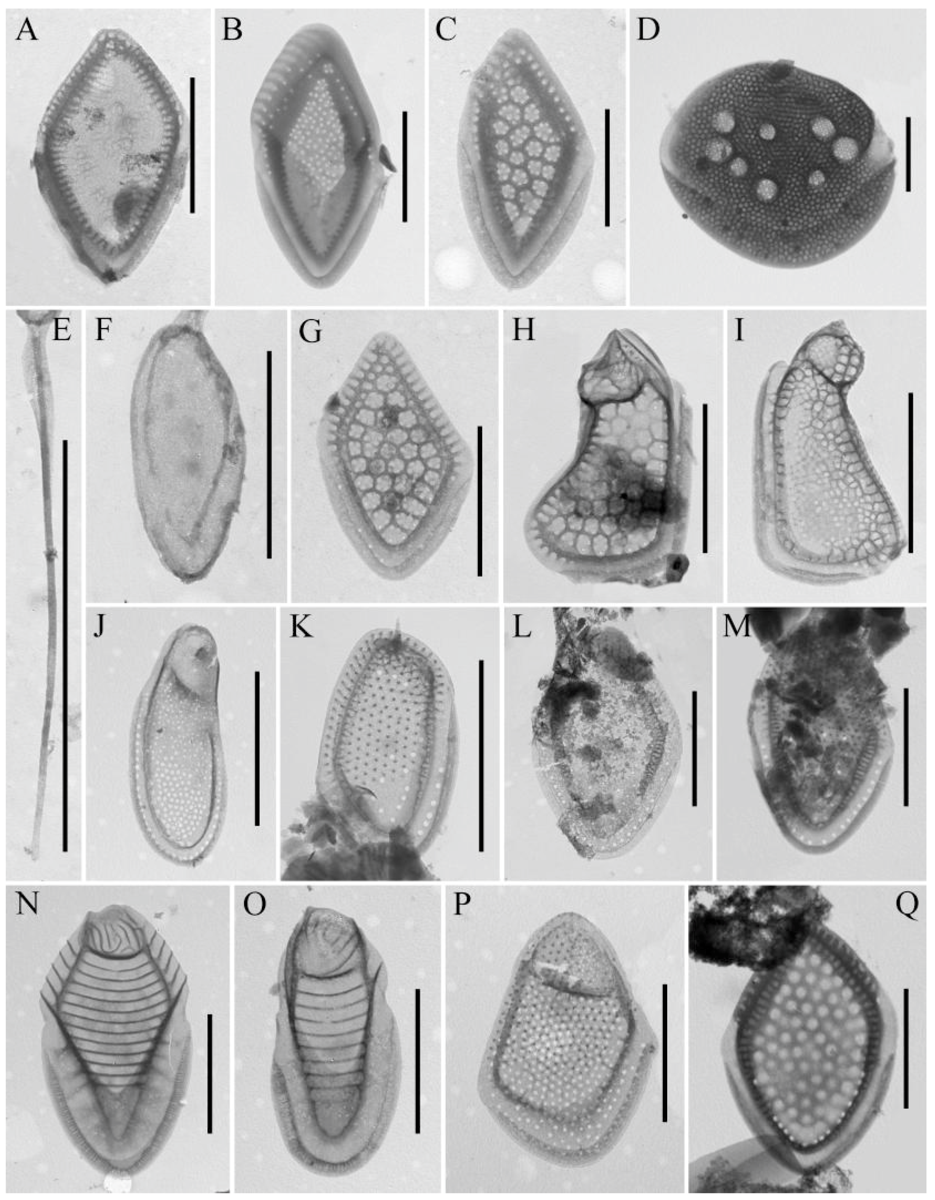 Water 15 03054 g006 Water 15 03054 g006