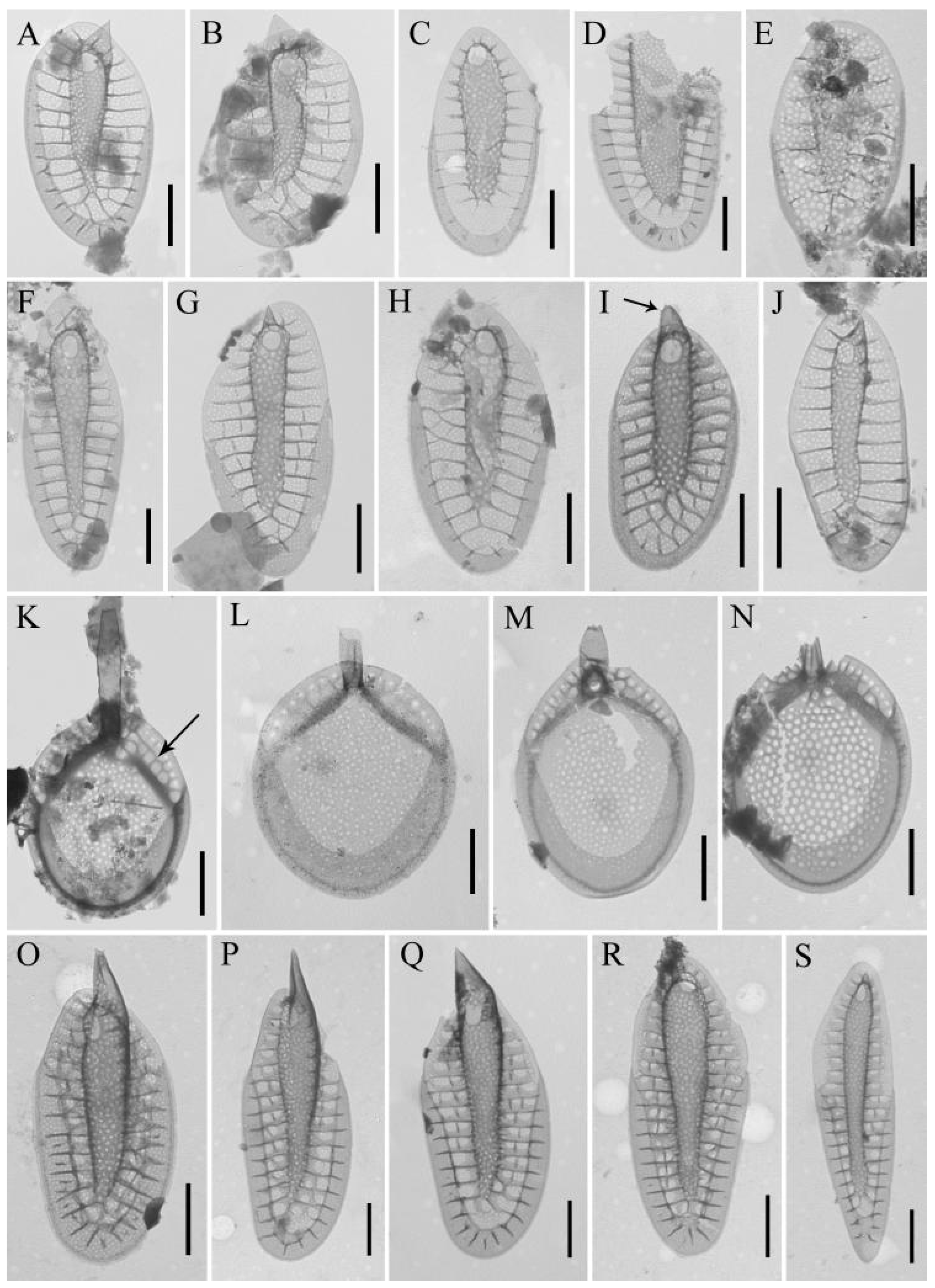 Water 15 03054 g008 Water 15 03054 g008