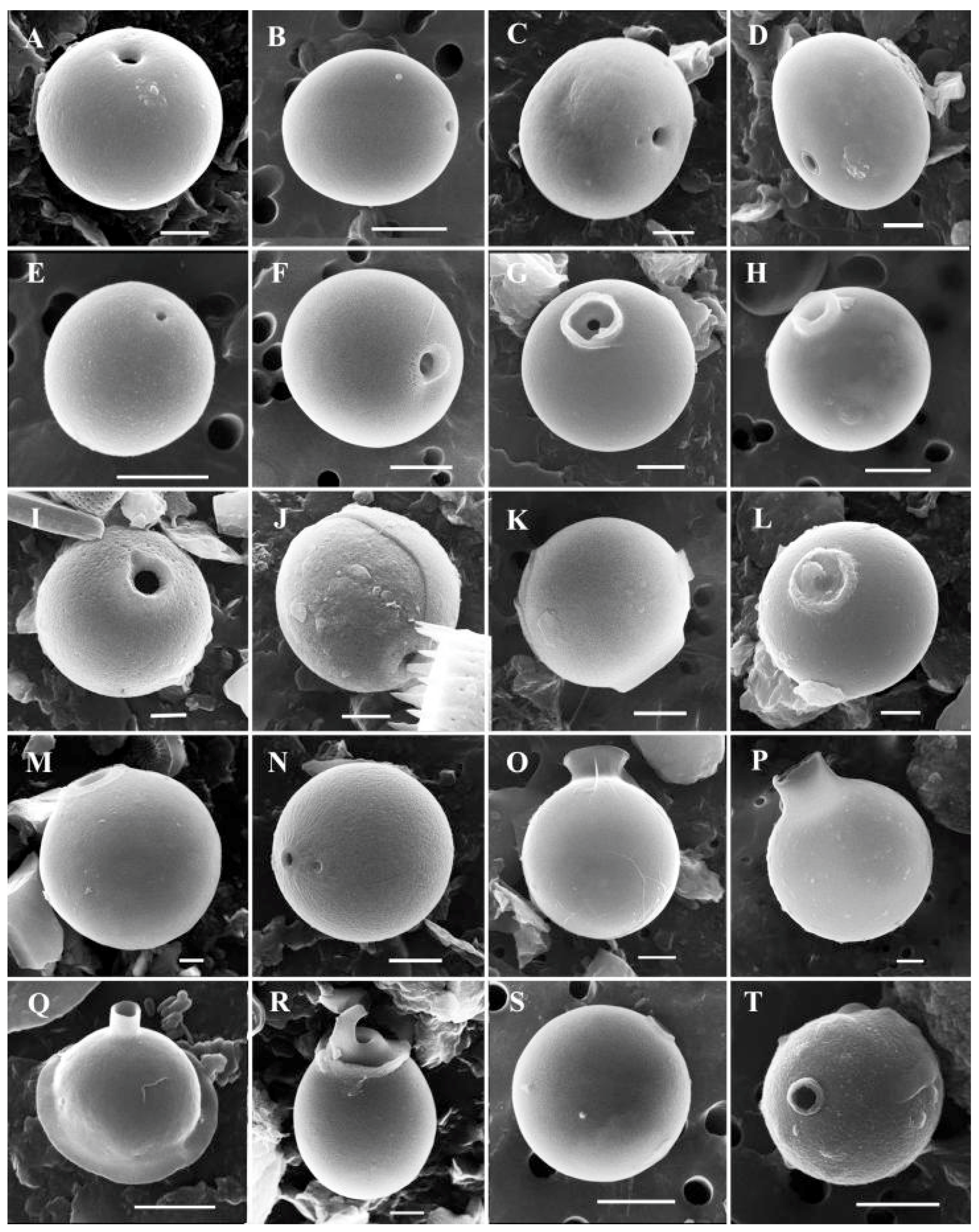 Water 15 03054 g009 Water 15 03054 g009